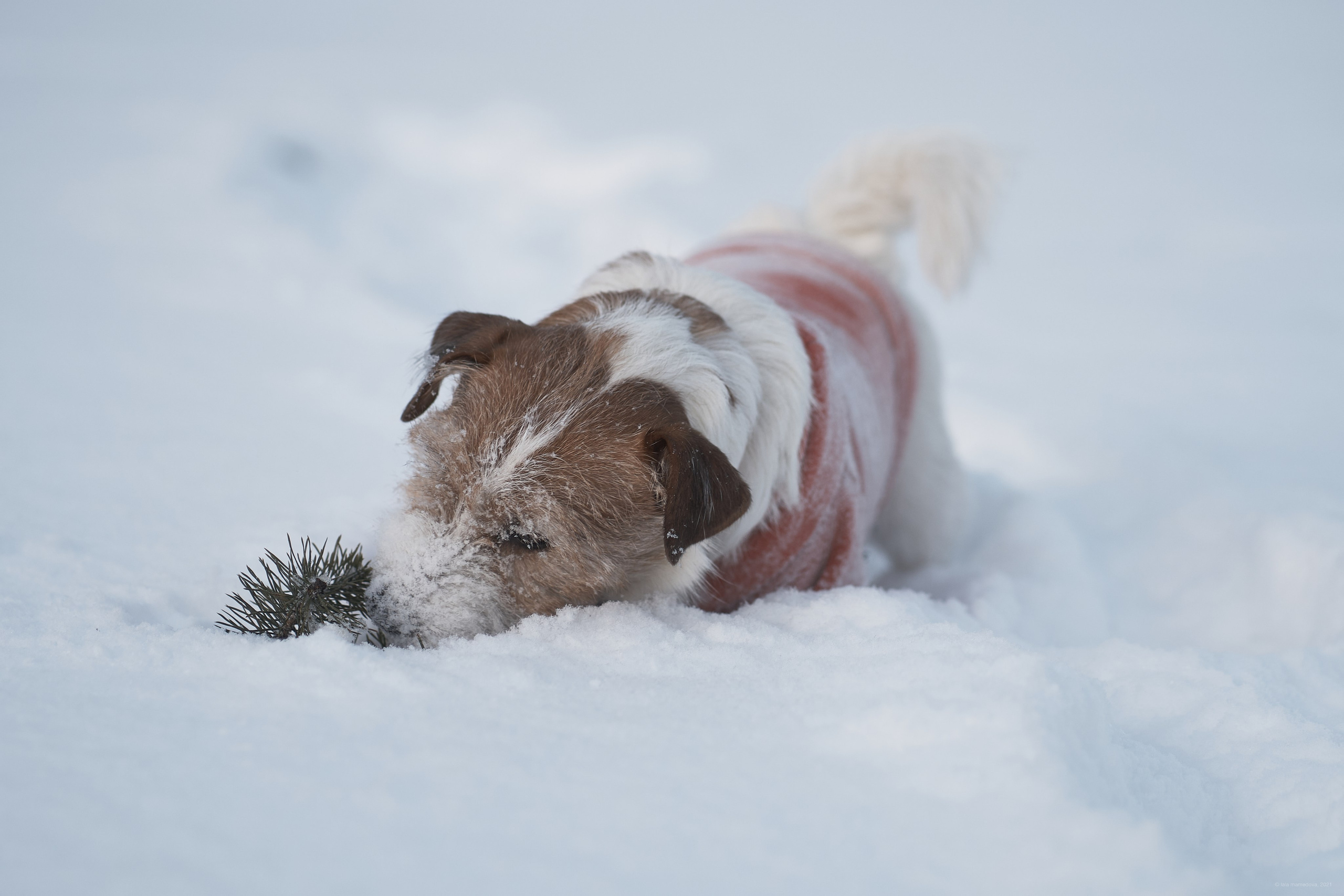 Jack Russell Terrier