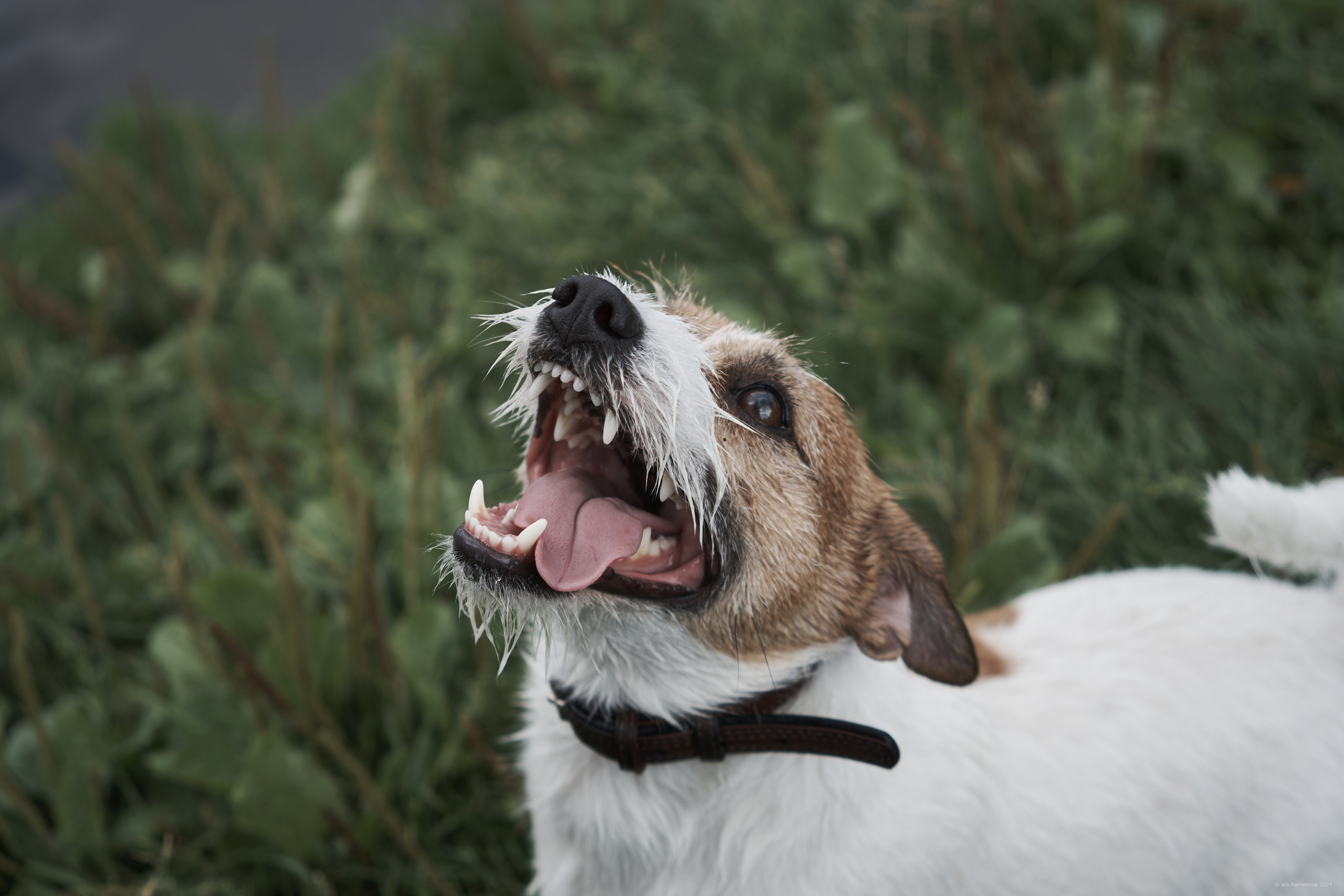 Jack Russell Terrier