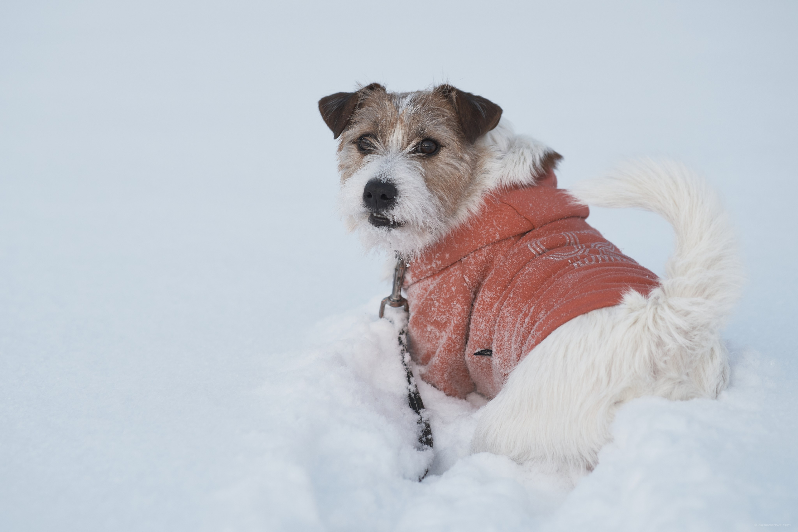 Jack Russell Terrier