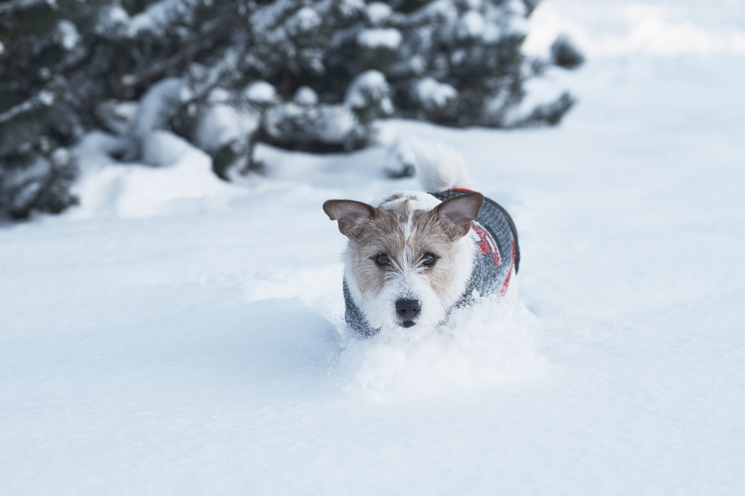 Jack Russell Terrier