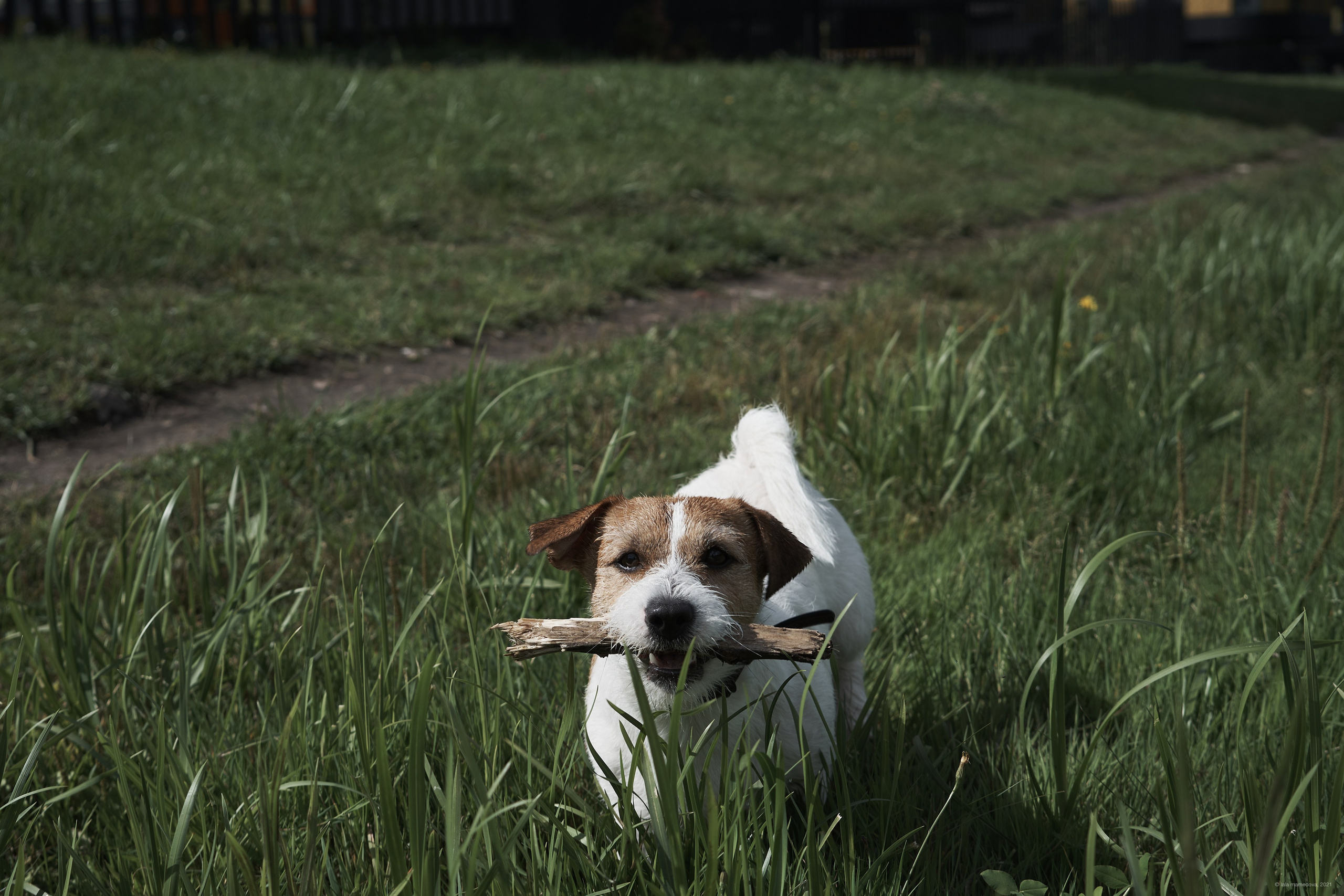 Jack Russell Terrier