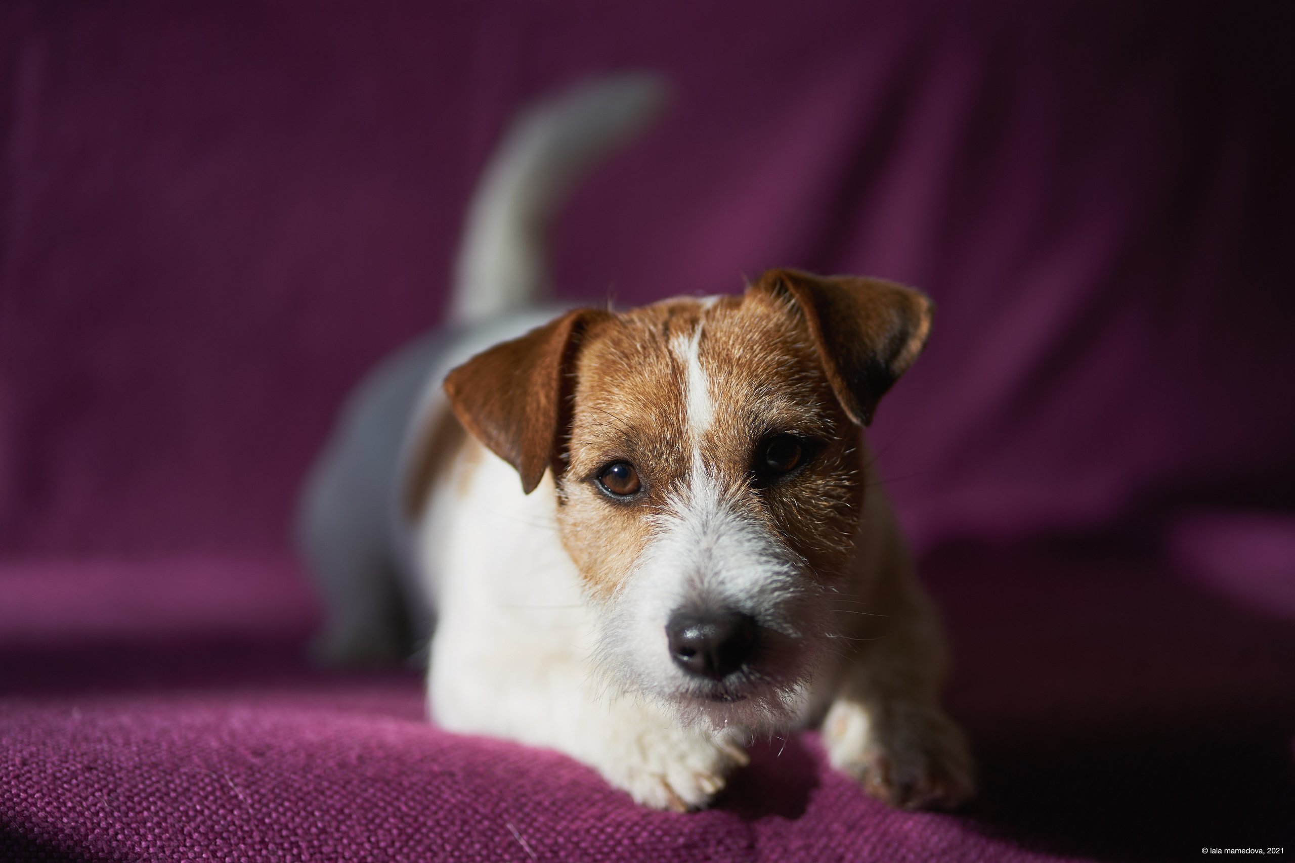 Jack Russell Terrier