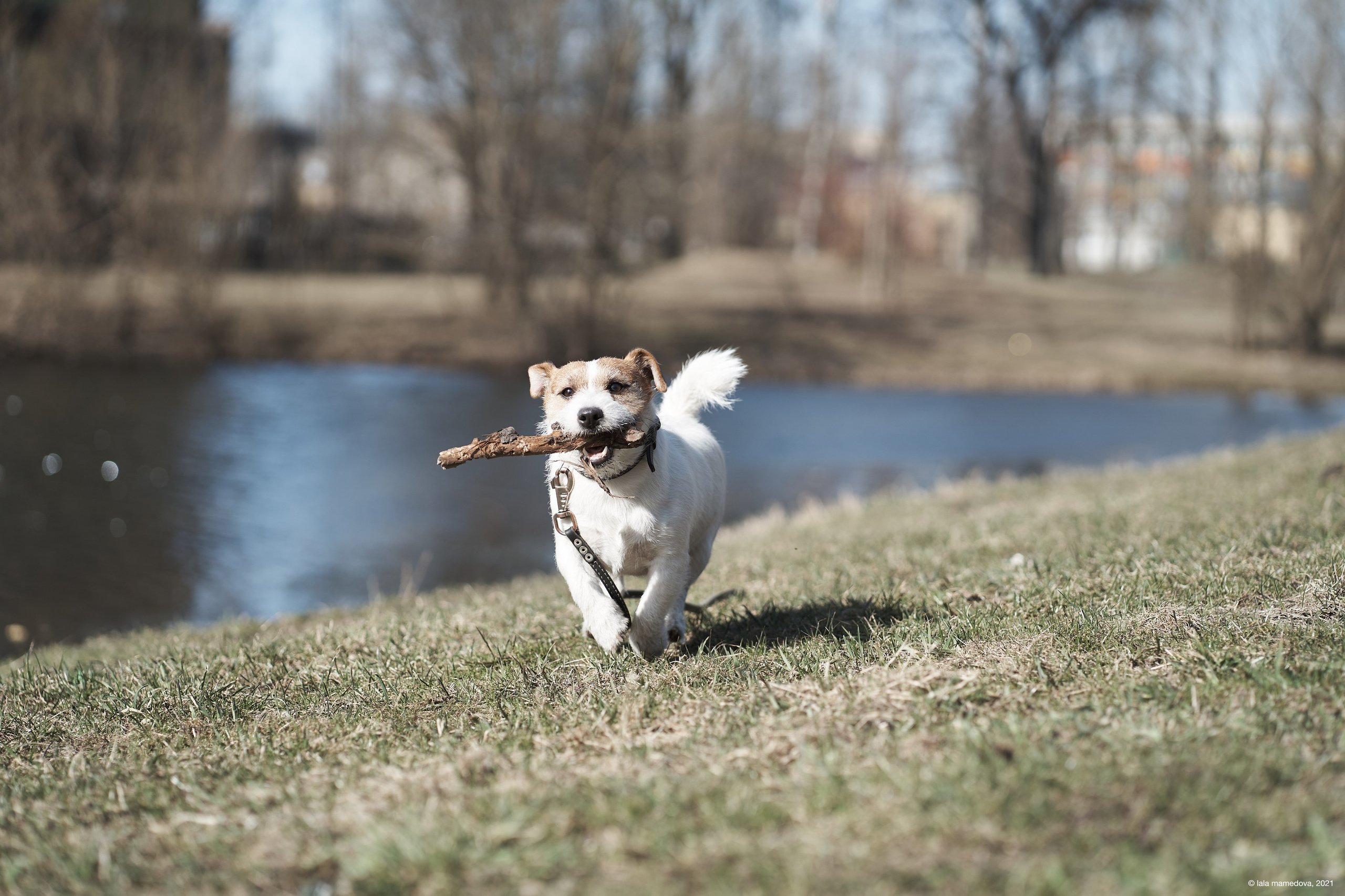 Jack Russell Terrier