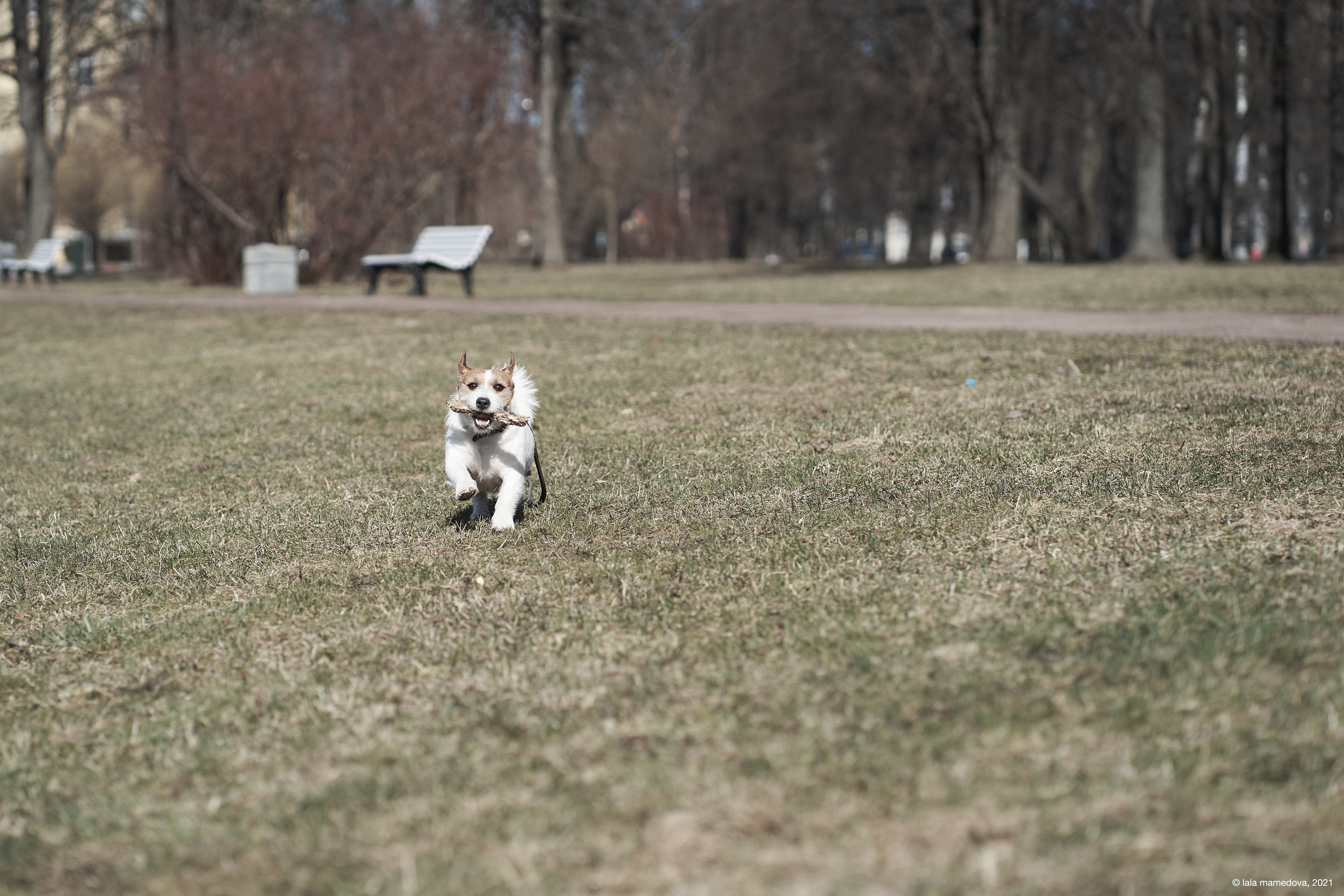 Jack Russell Terrier