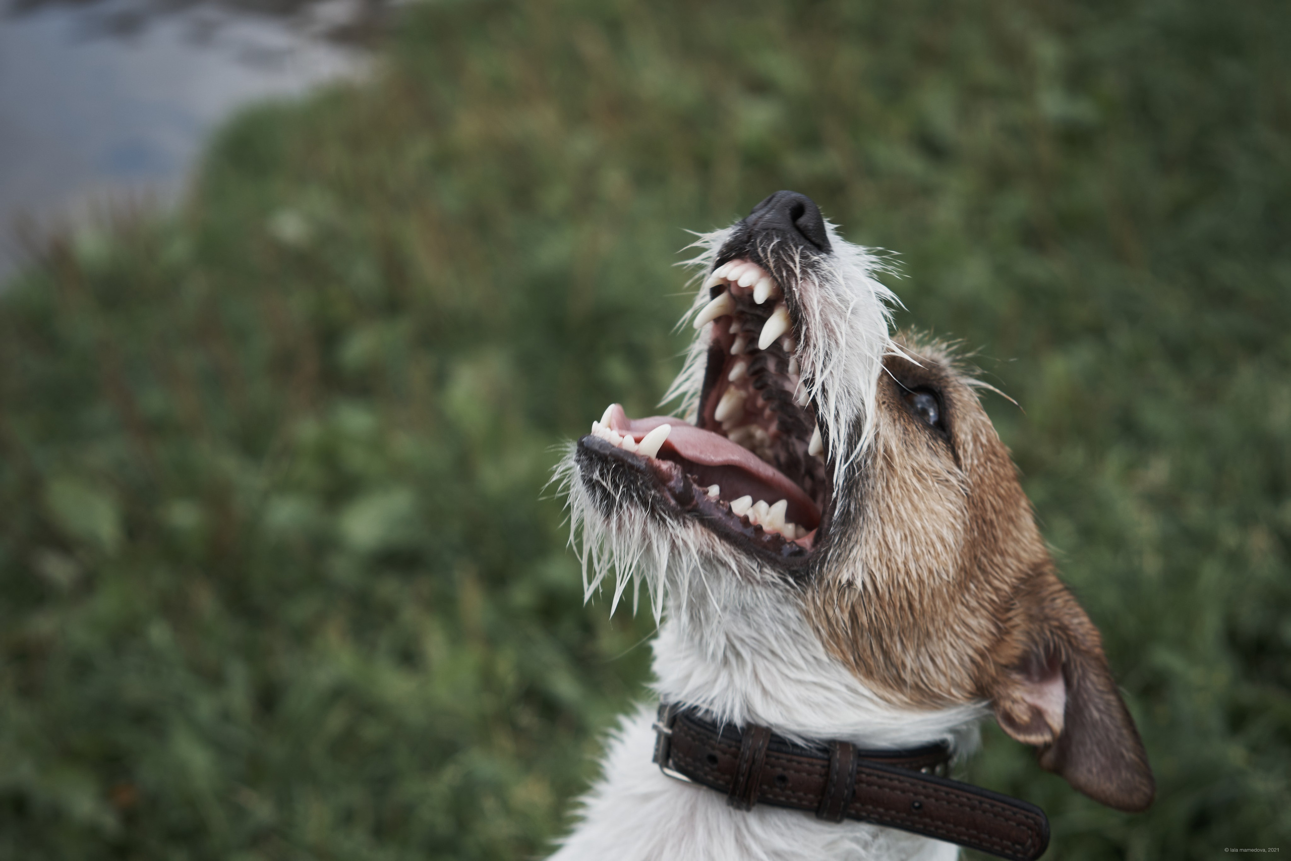 Jack Russell Terrier