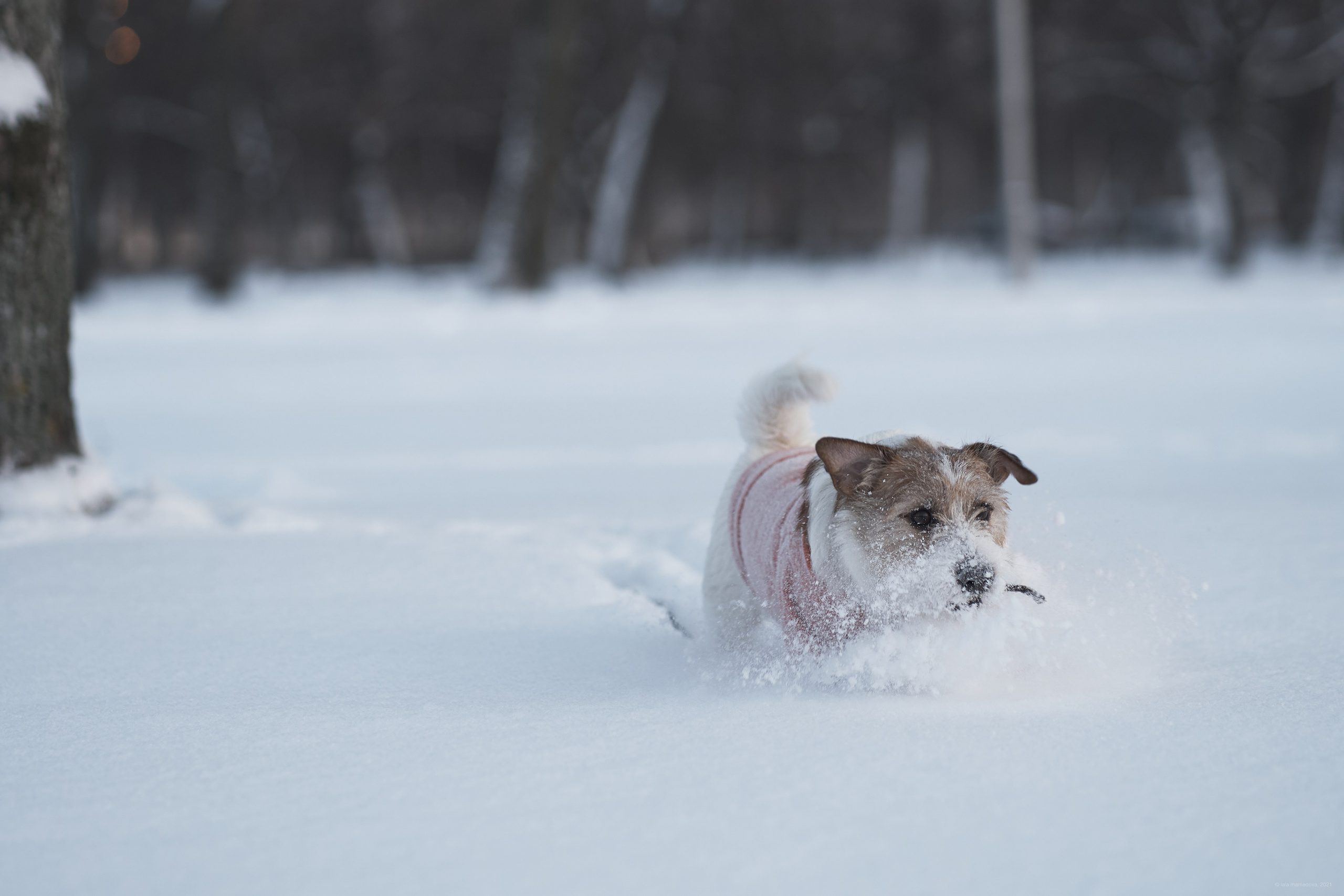 Jack Russell Terrier