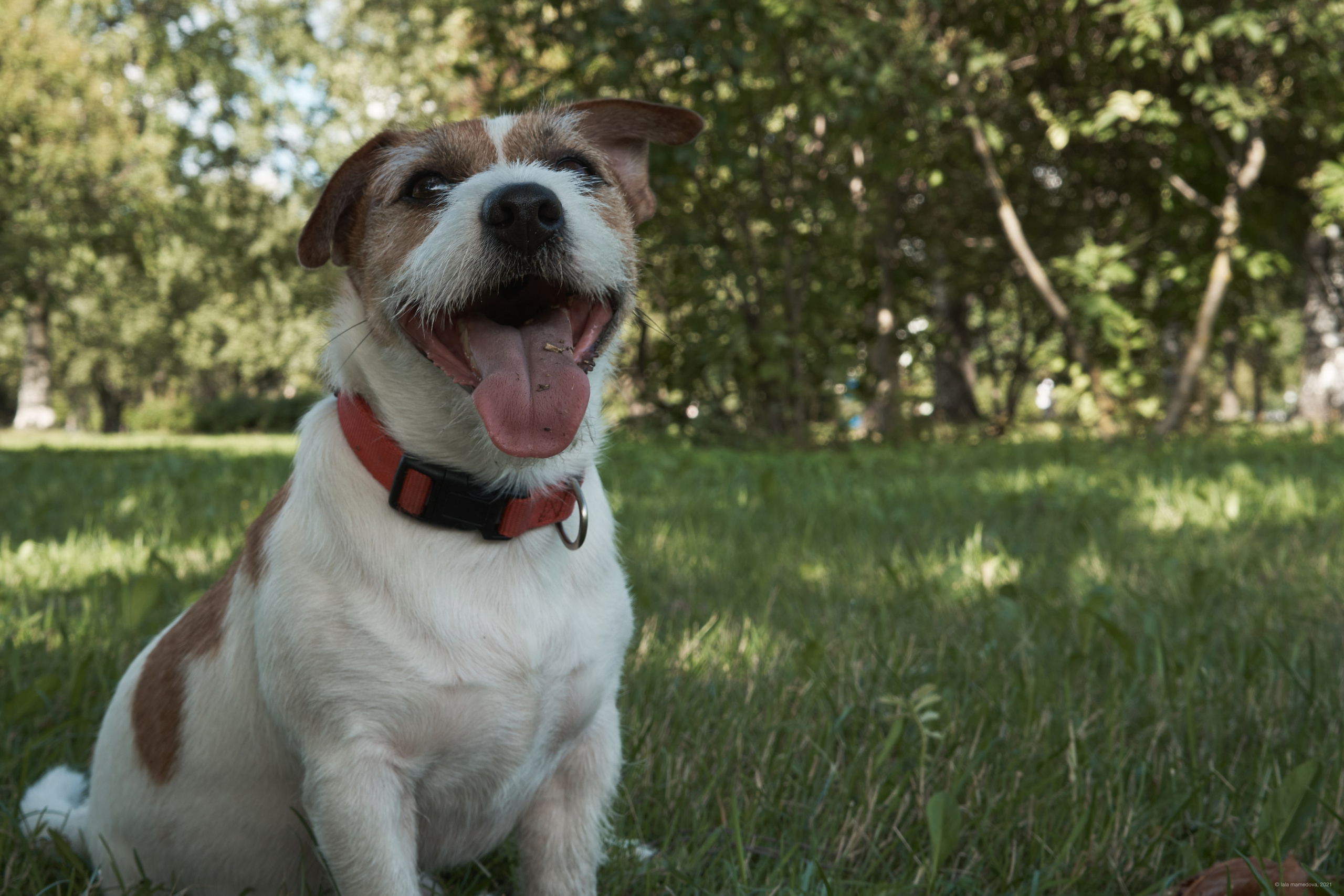 Jack Russell Terrier