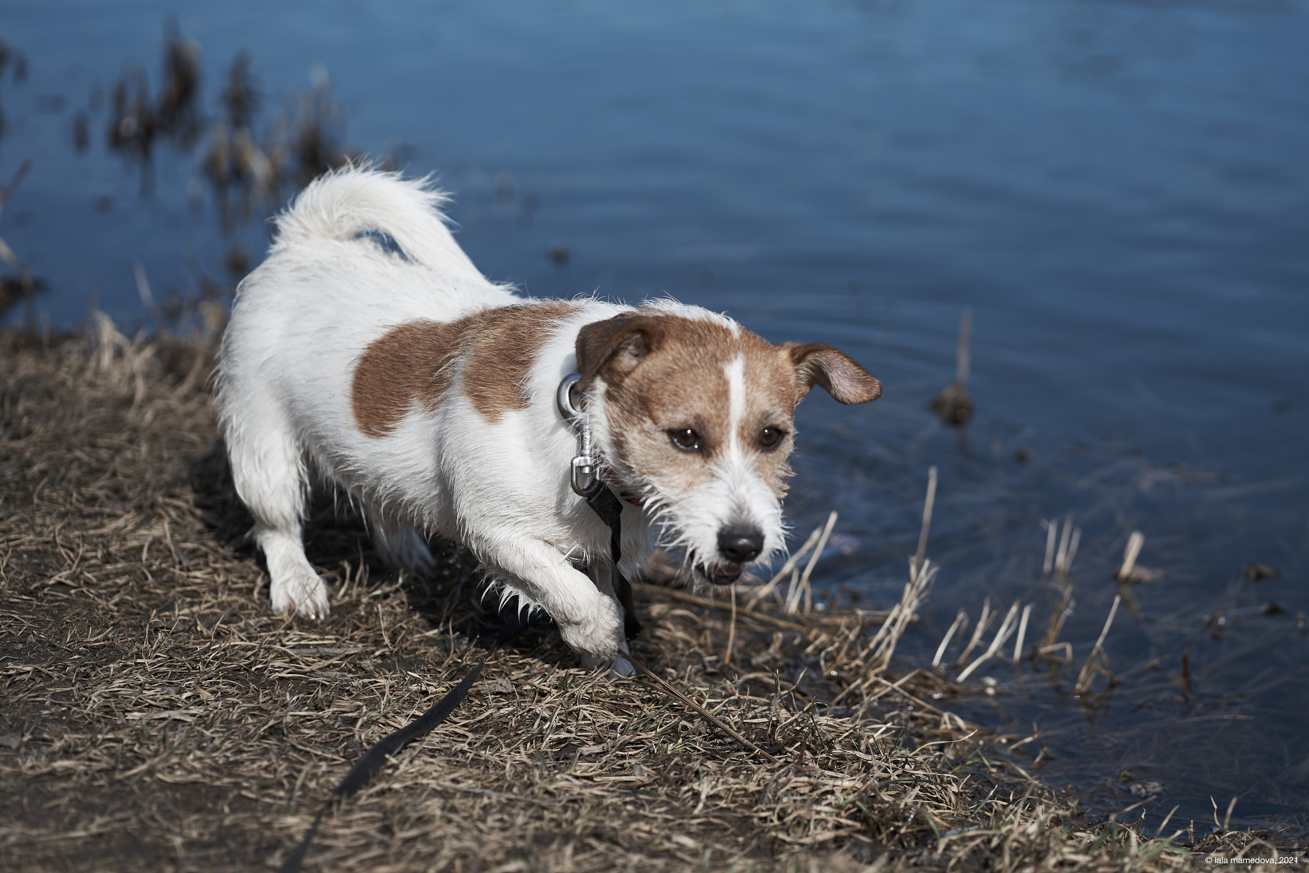 Jack Russell Terrier