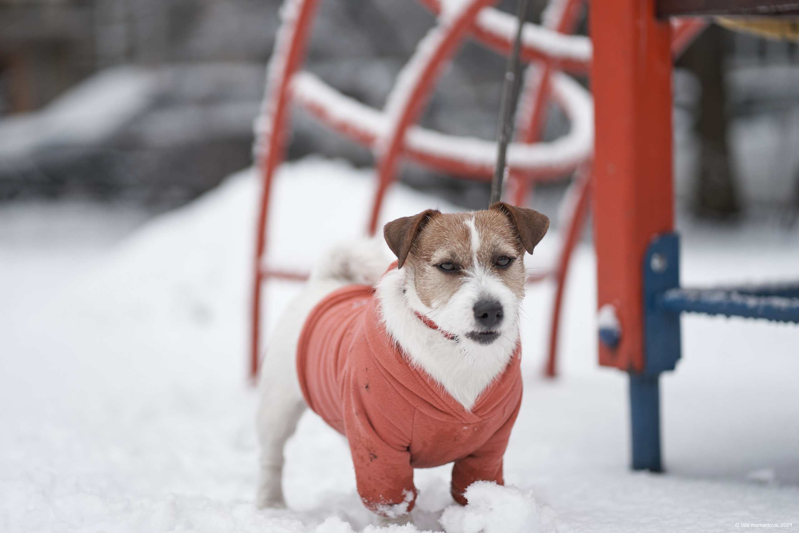Jack Russell Terrier