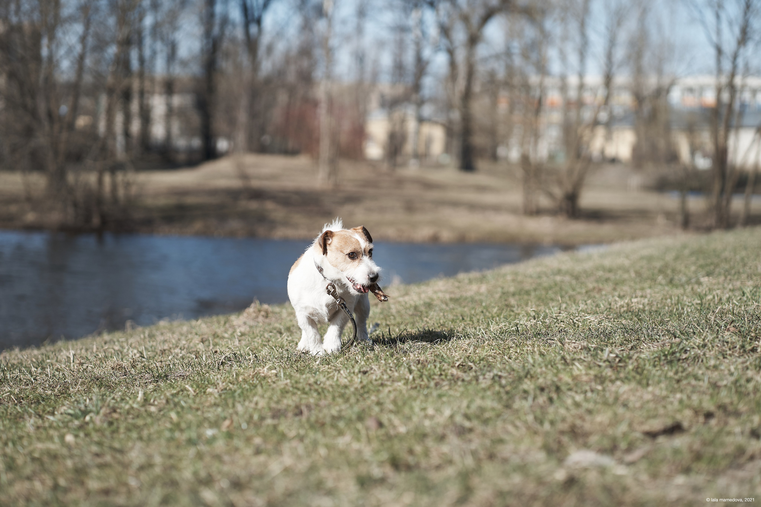 Jack Russell Terrier