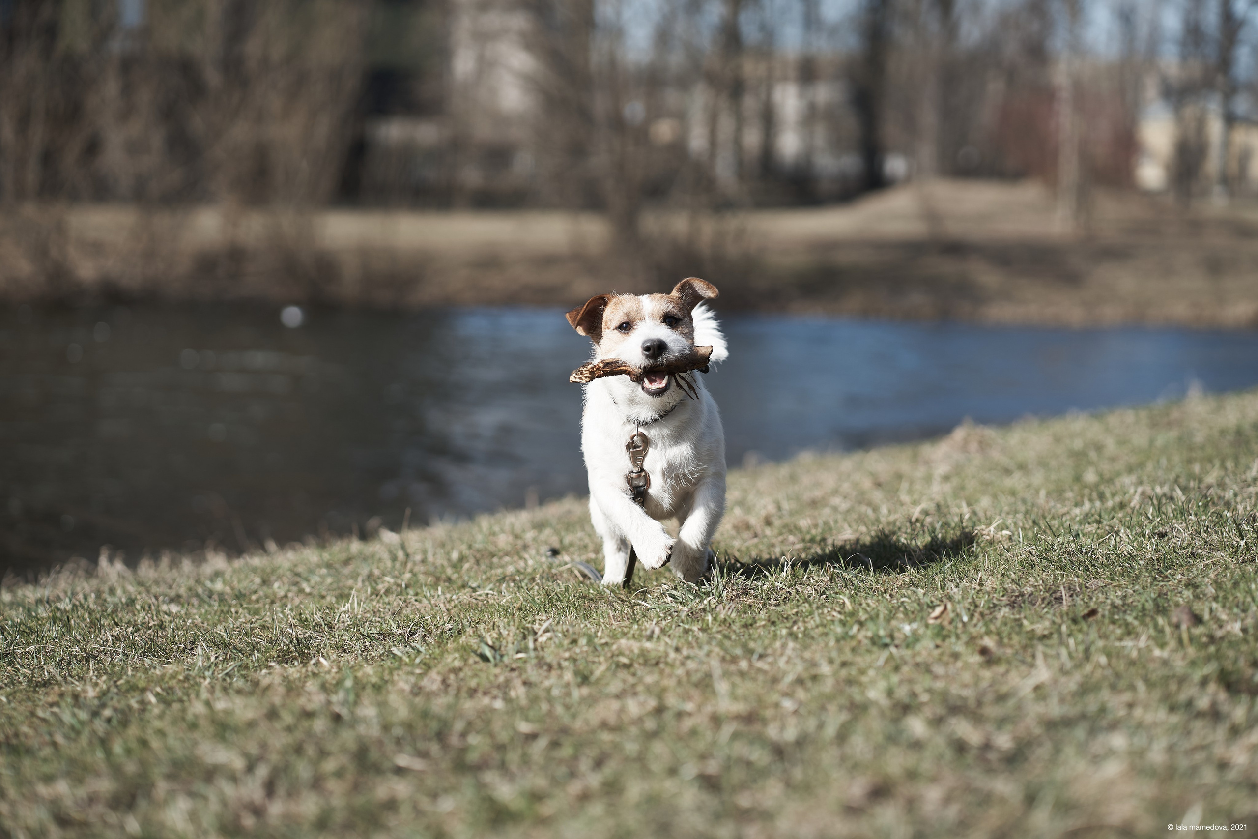 Jack Russell Terrier