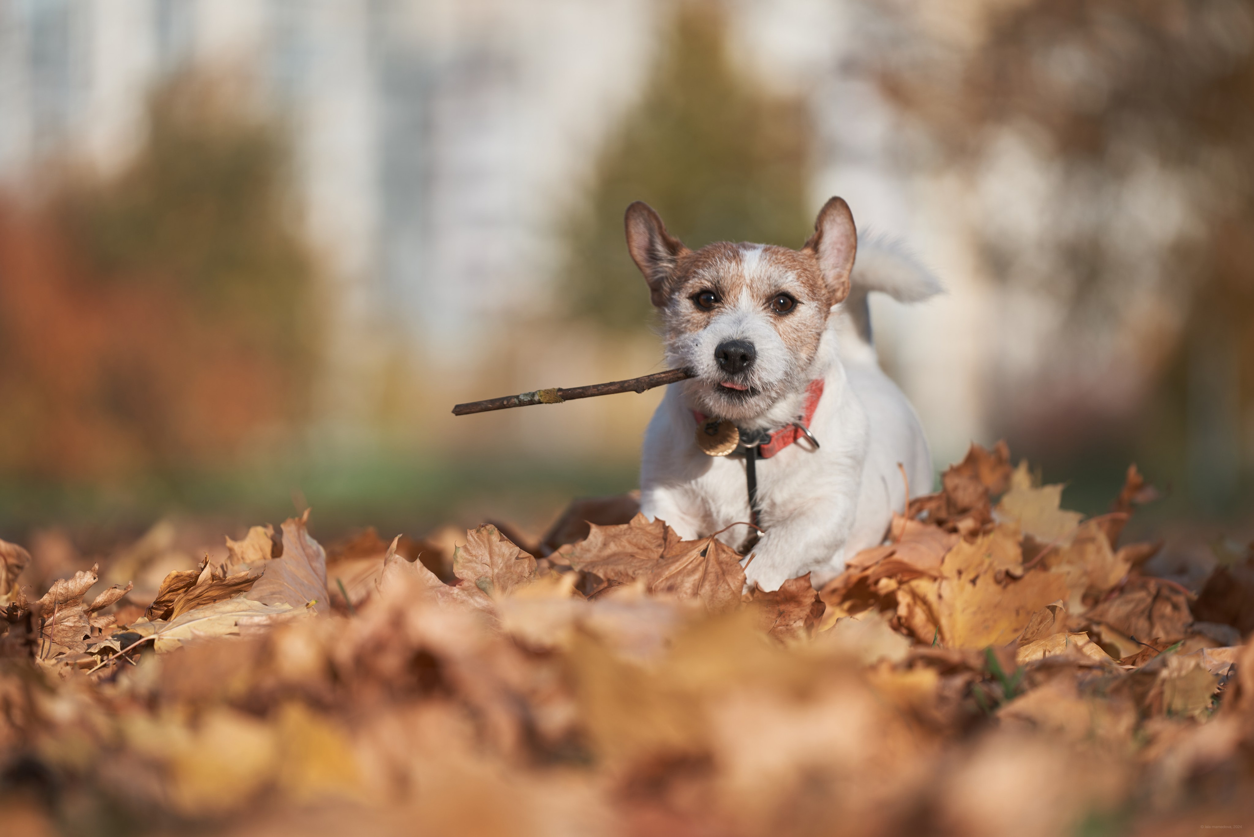 Jack Russell Terrier