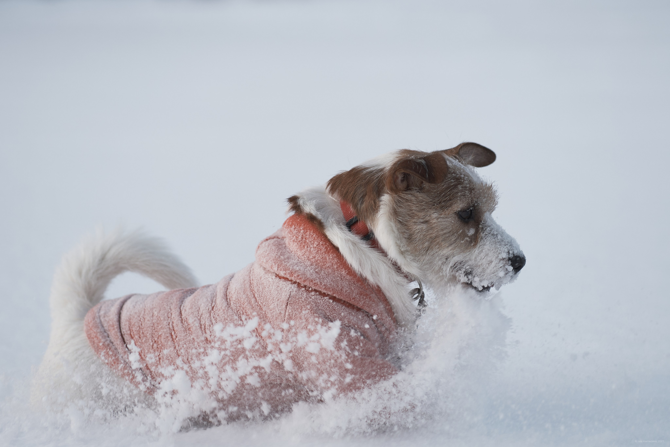 Jack Russell Terrier