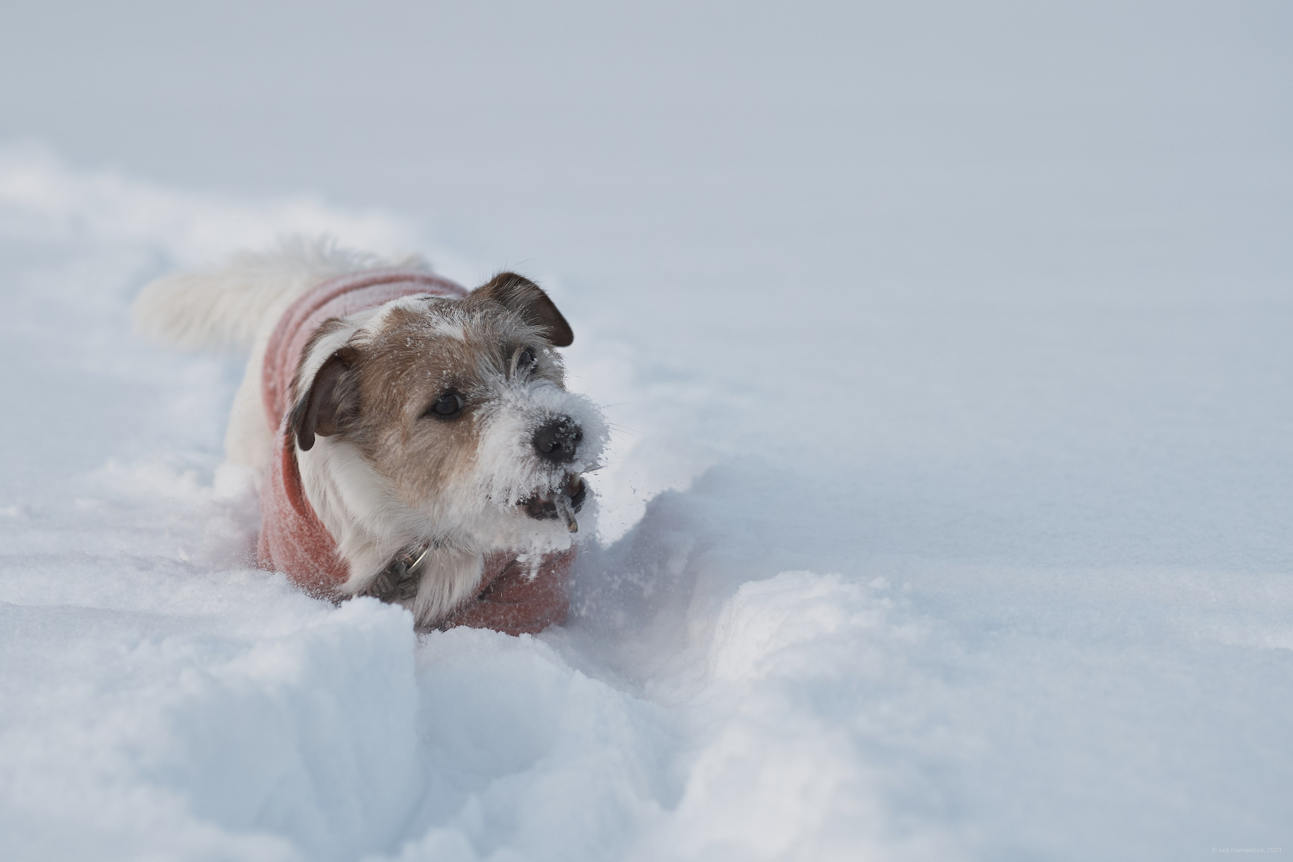 Jack Russell Terrier