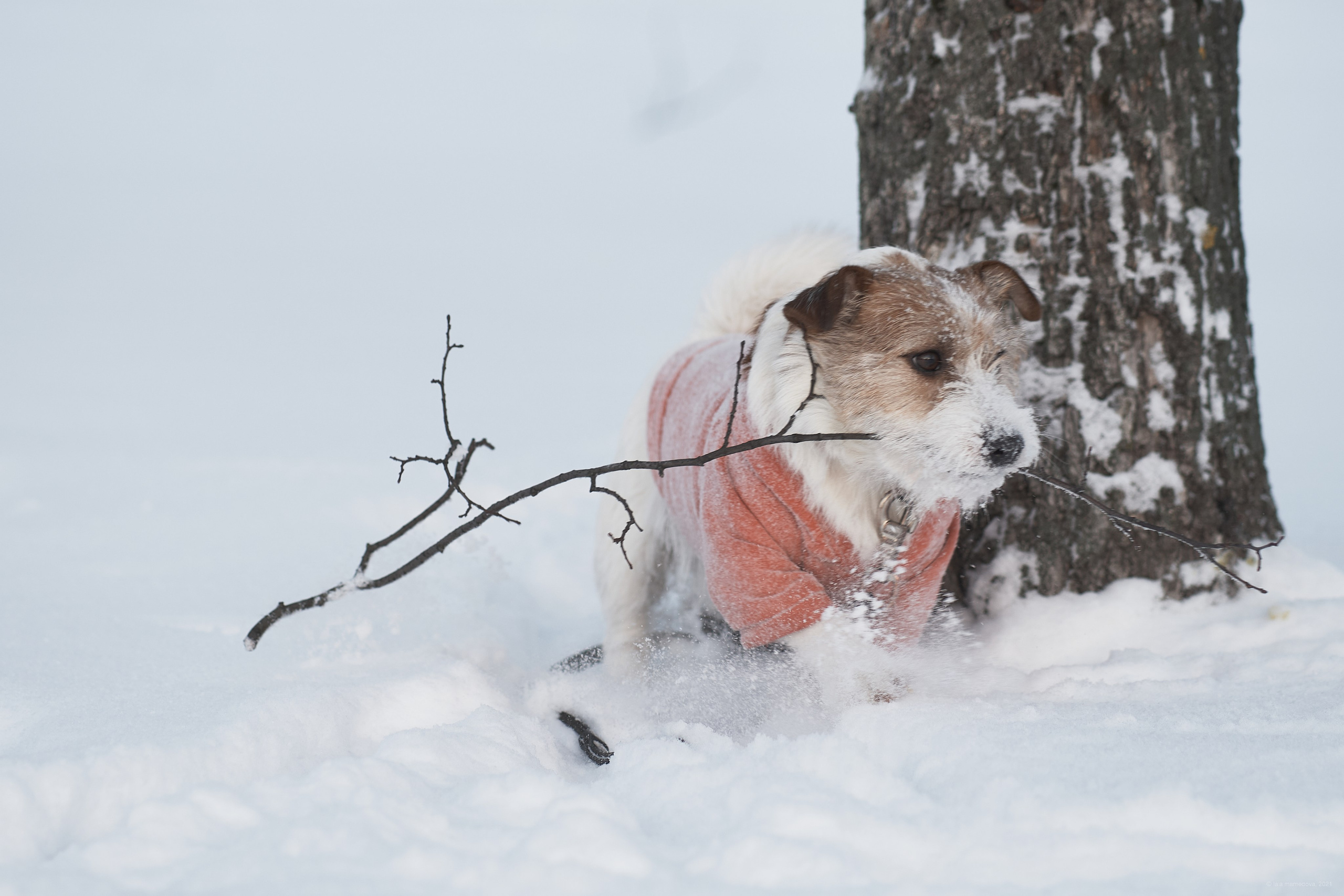 Jack Russell Terrier