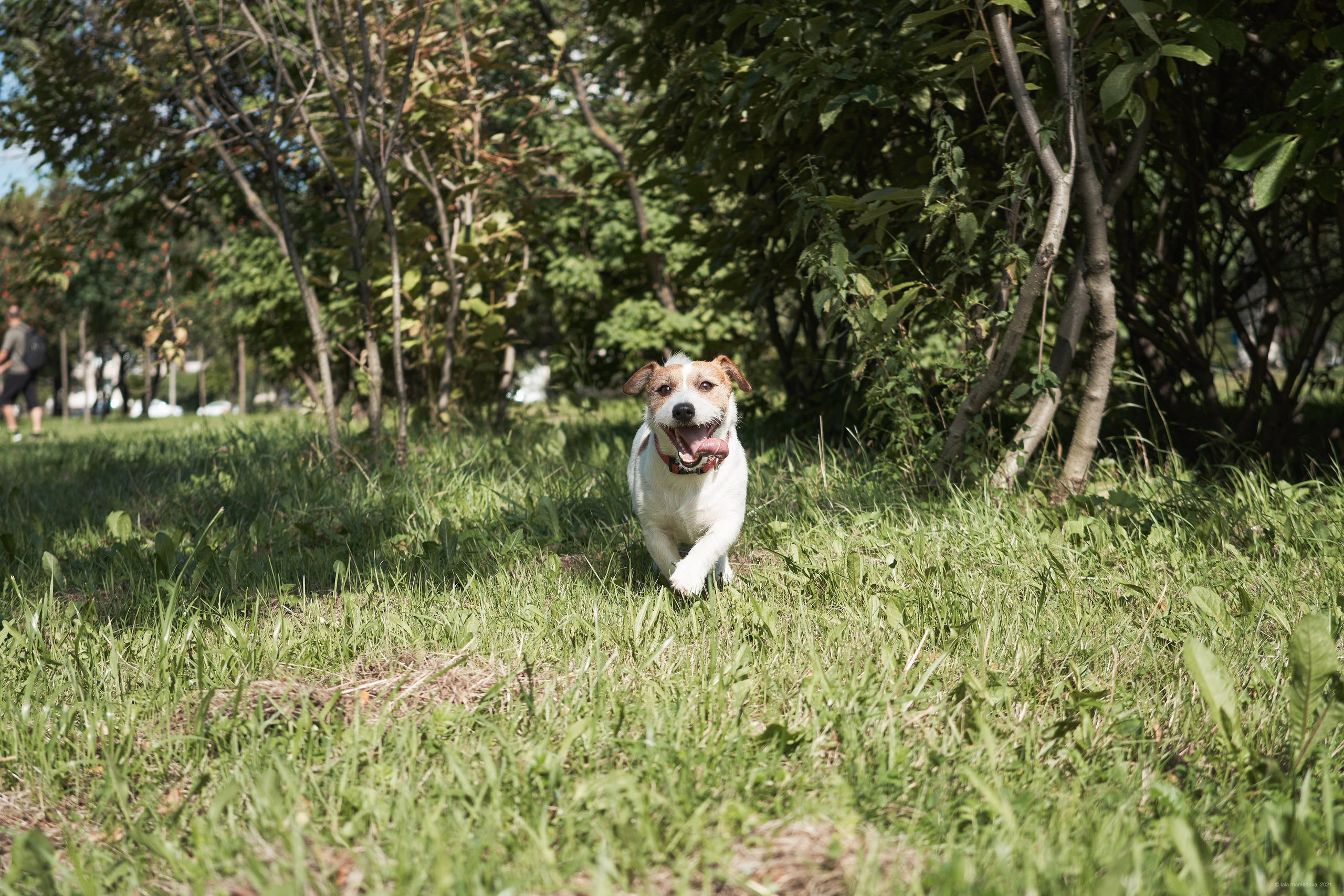 Jack Russell Terrier