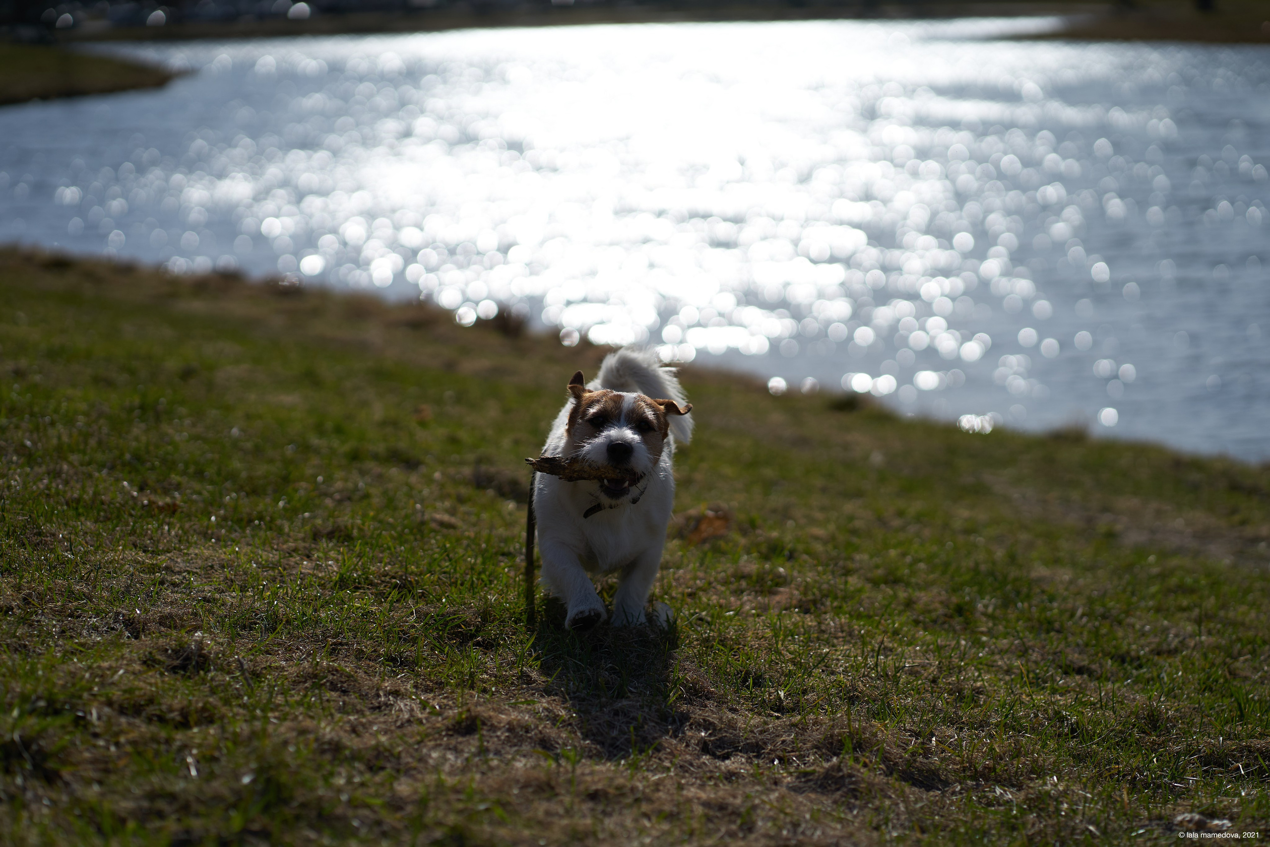 Jack Russell Terrier