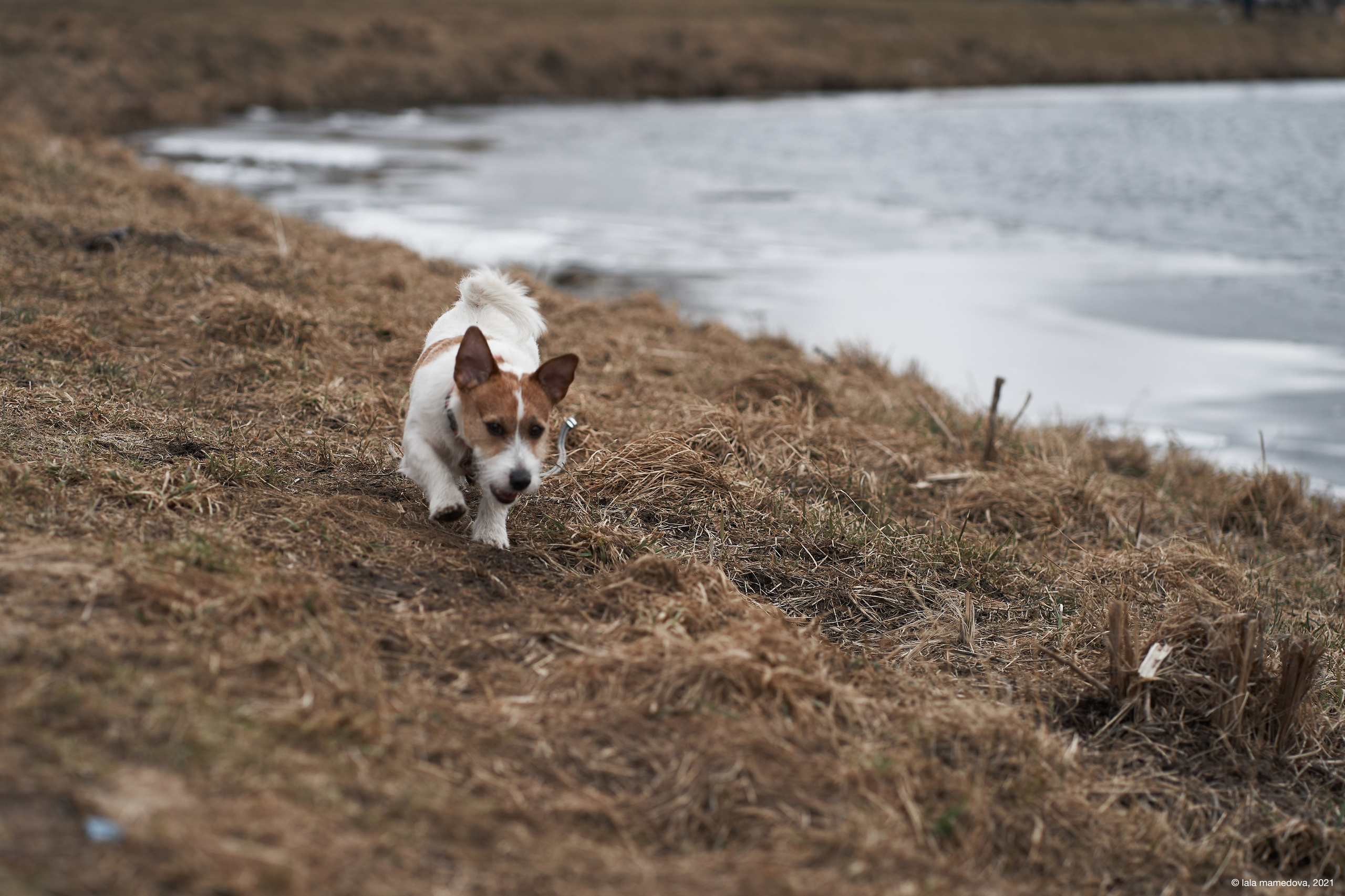 Jack Russell Terrier
