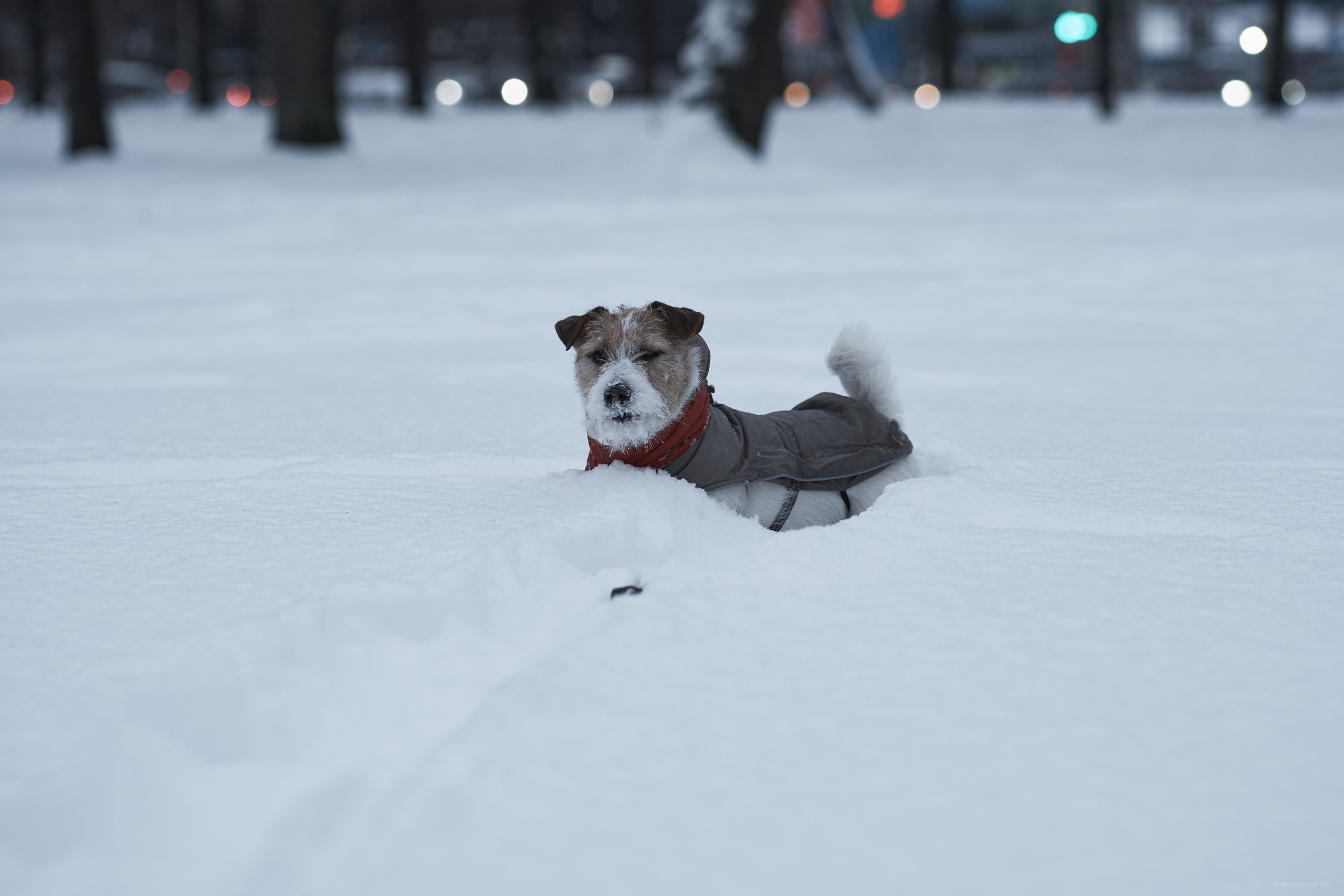 Jack Russell Terrier