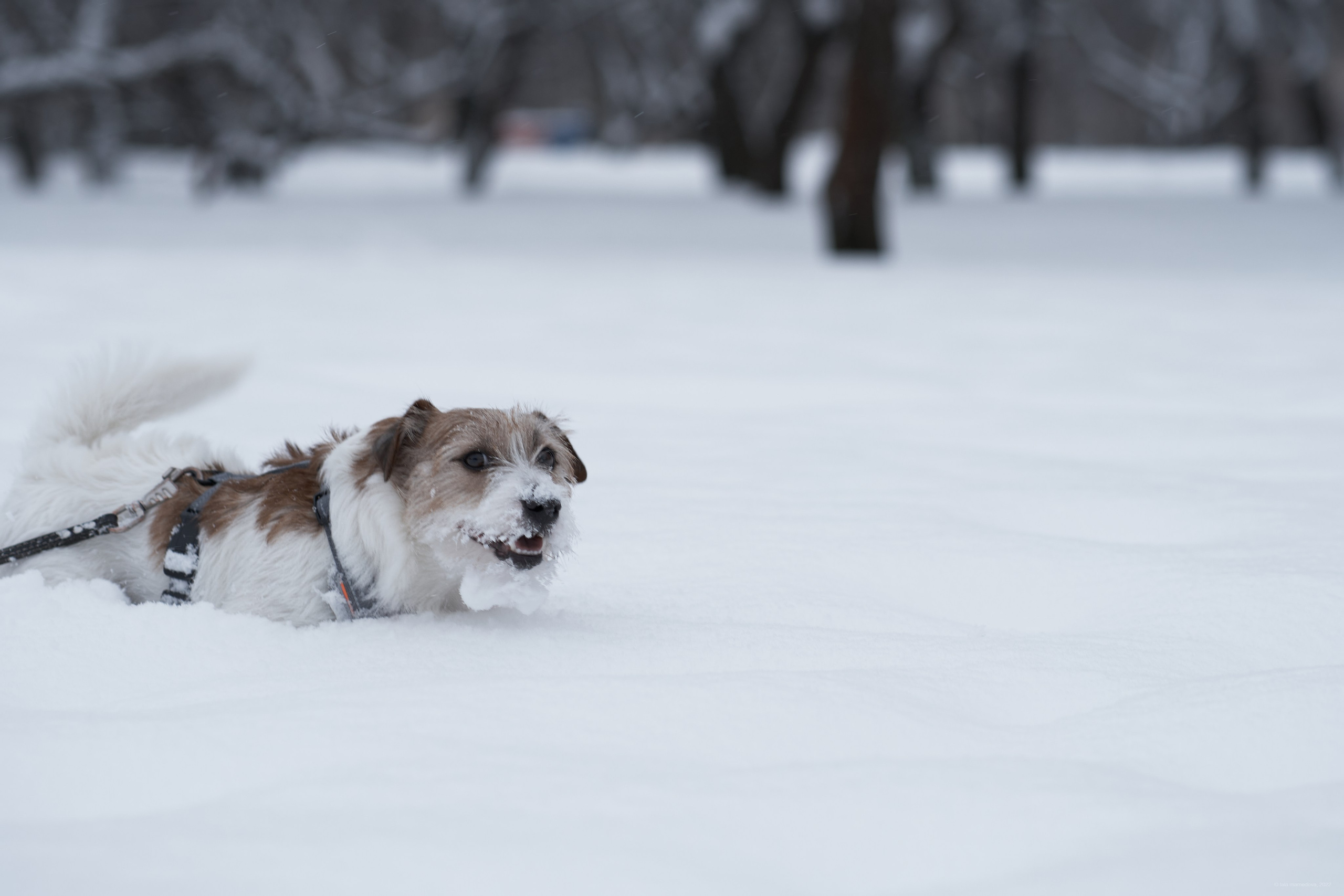 Jack Russell Terrier