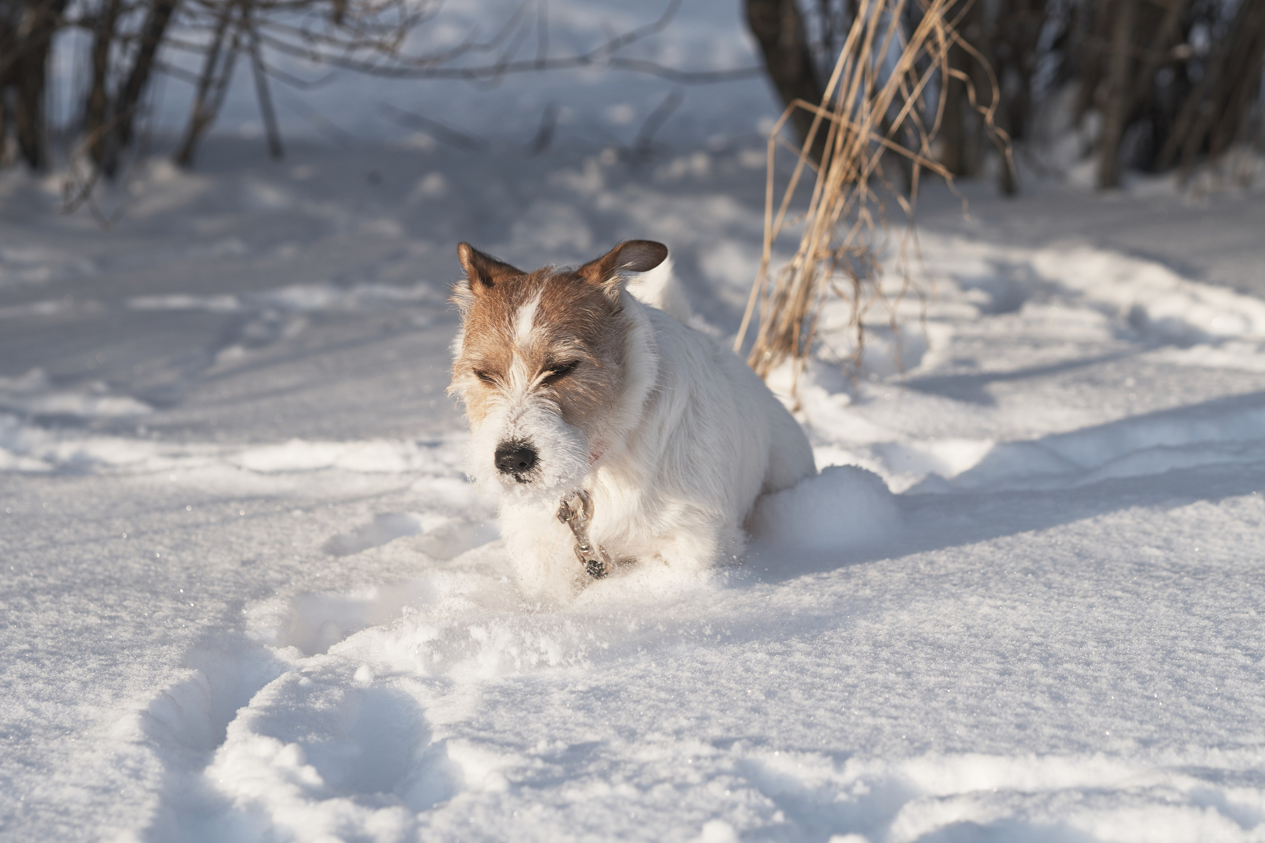 Jack Russell Terrier