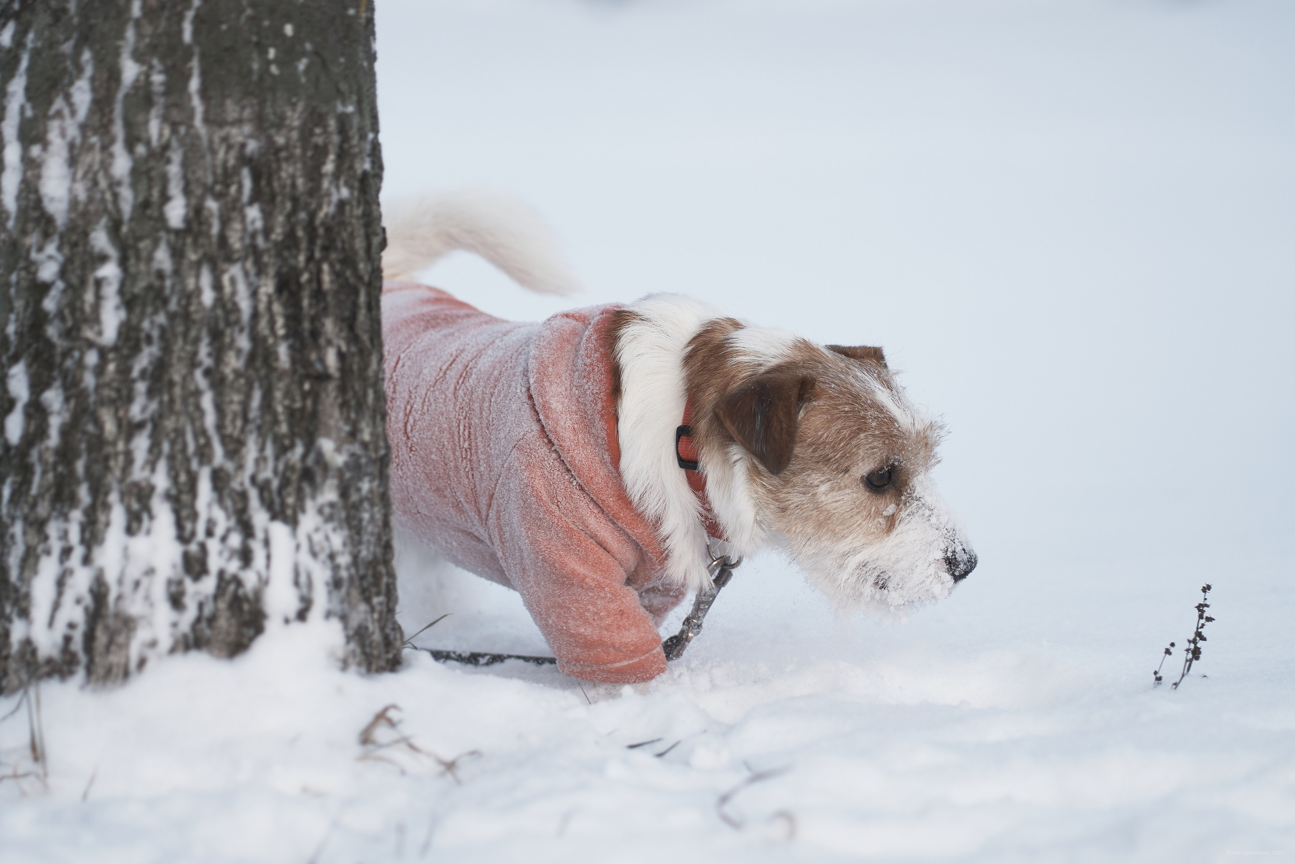 Jack Russell Terrier