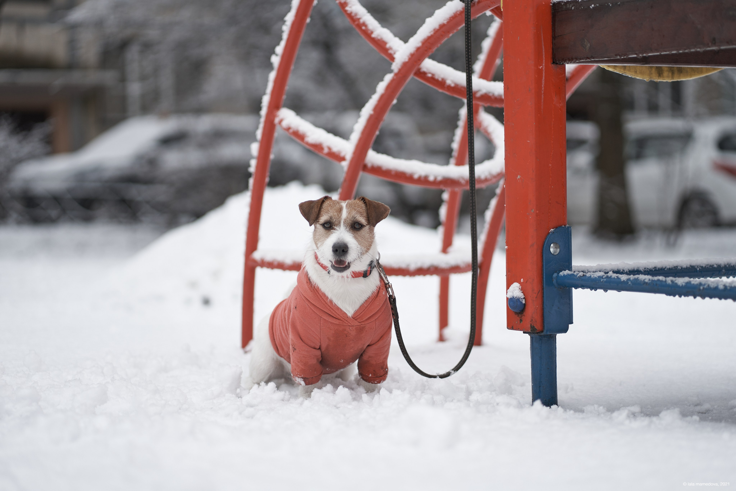 Jack Russell Terrier