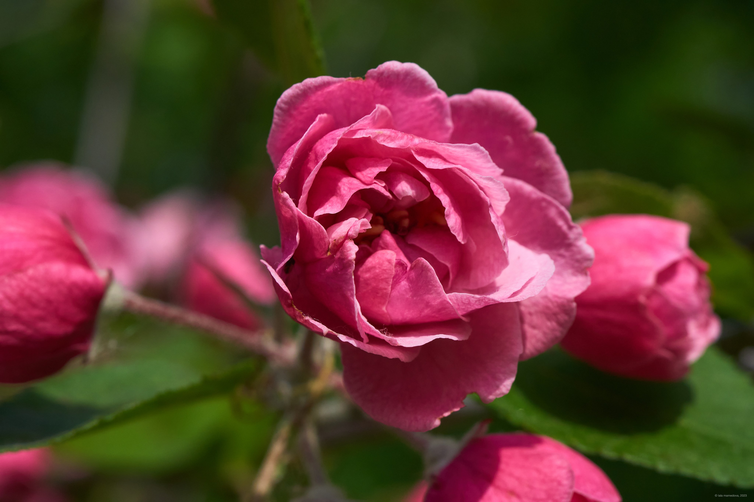 Природа