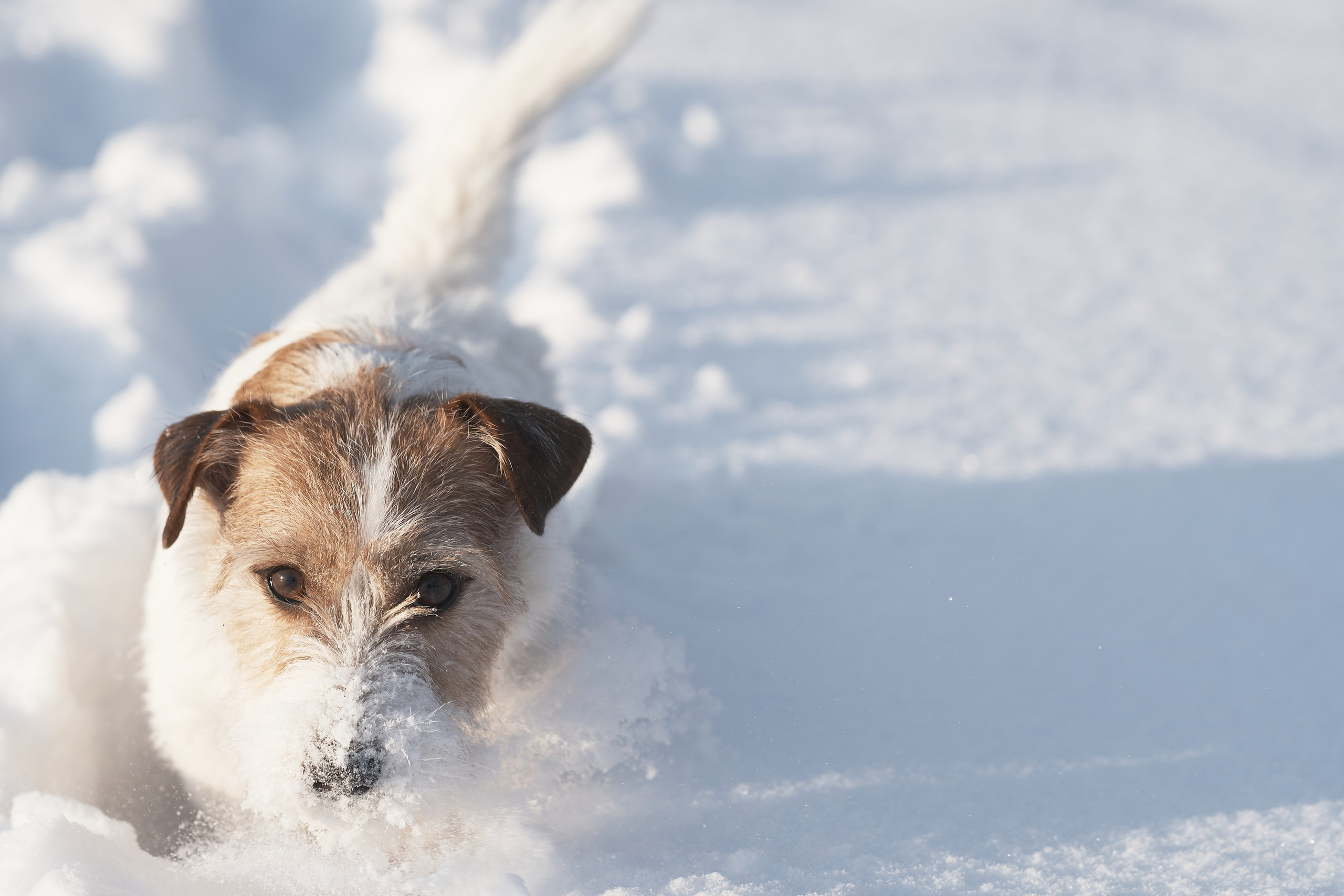 Jack Russell Terrier