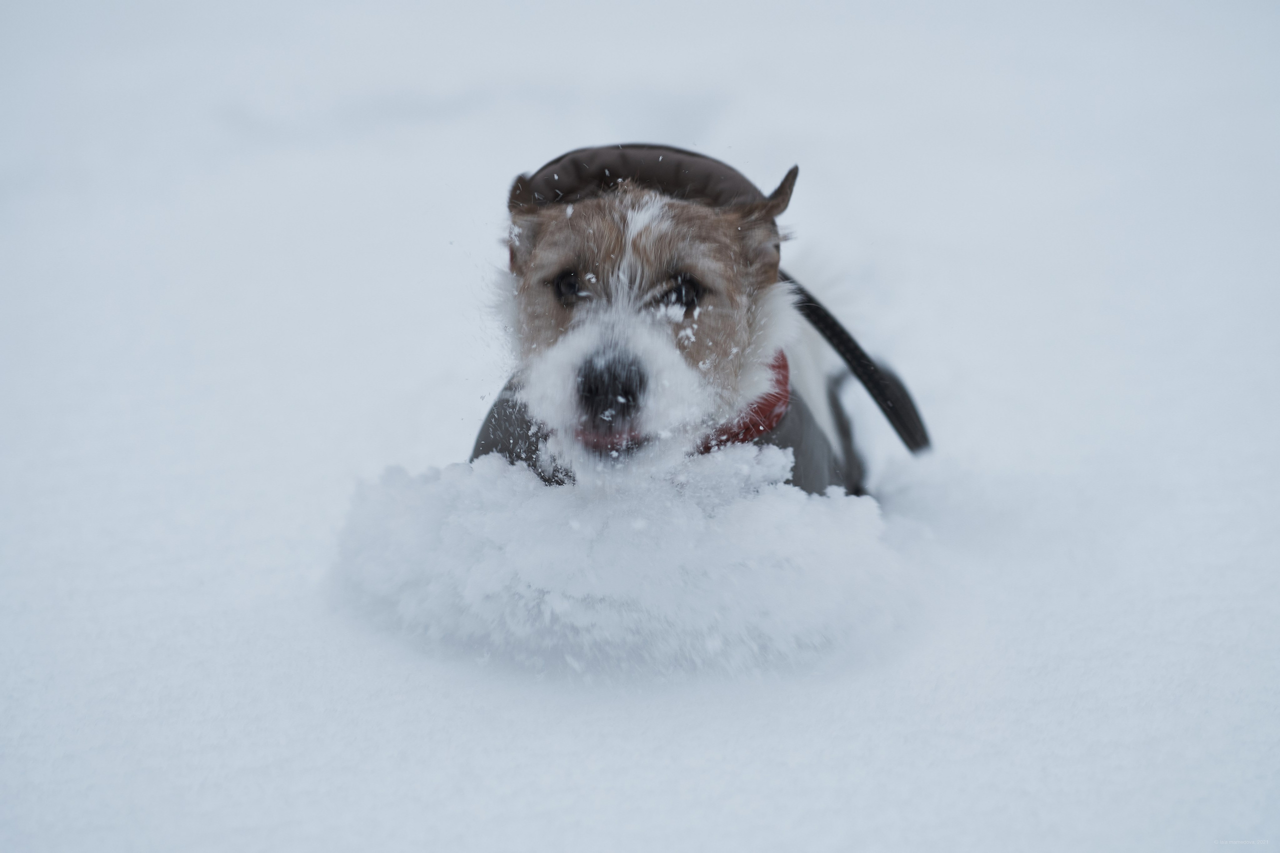 Jack Russell Terrier