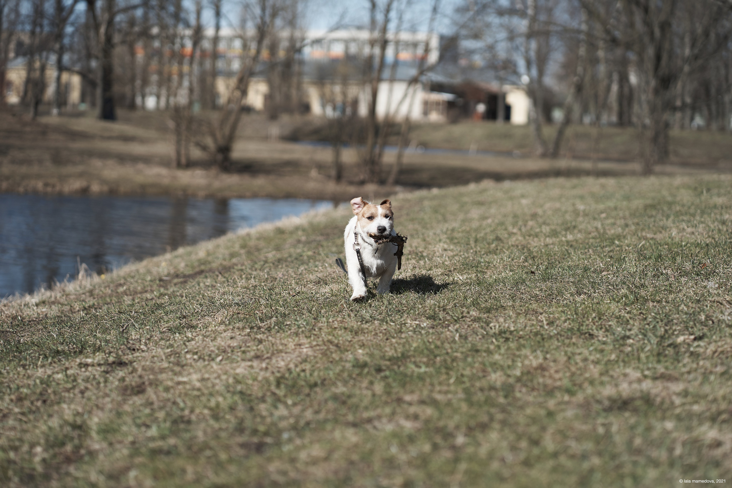 Jack Russell Terrier