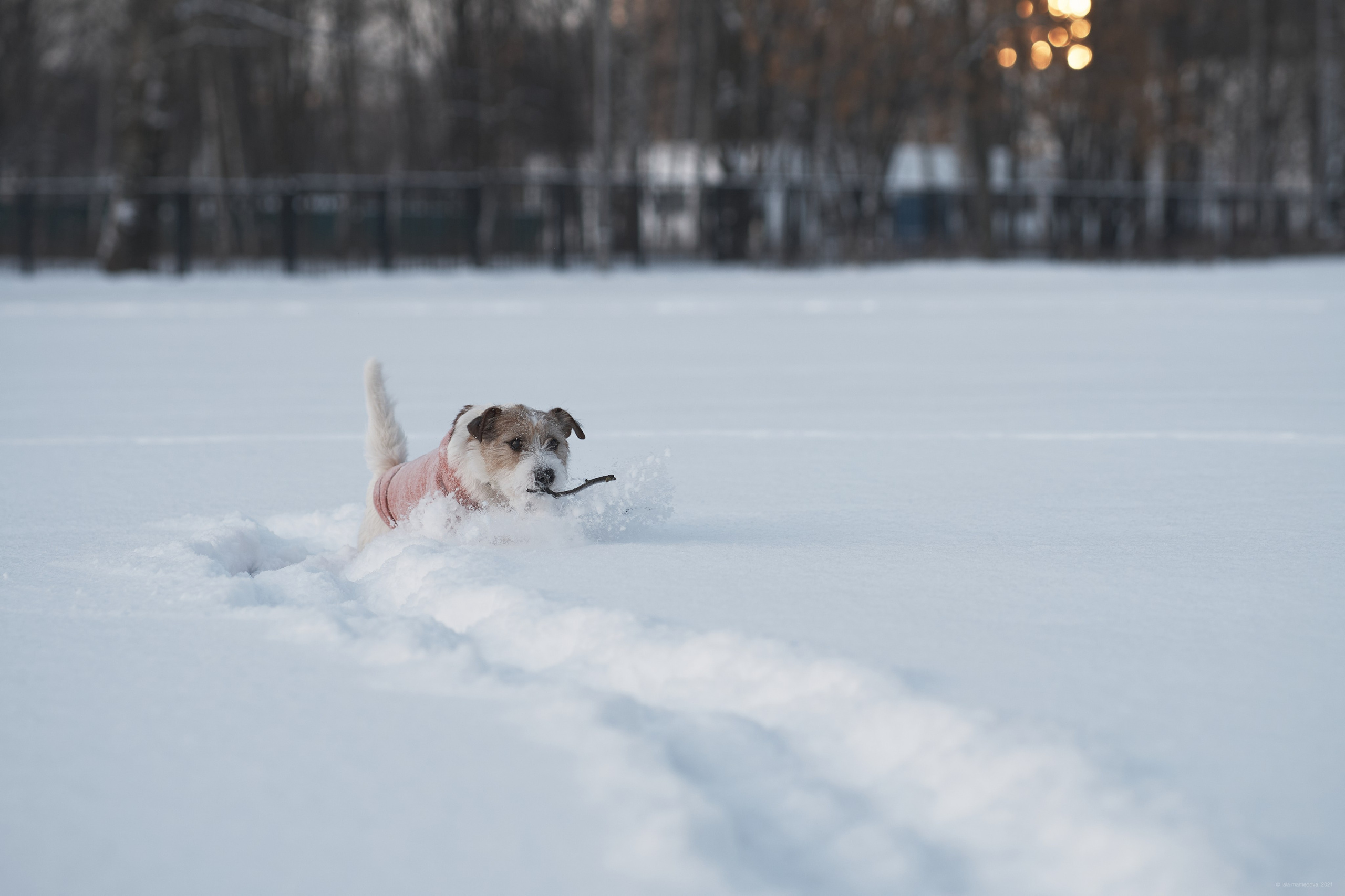 Jack Russell Terrier