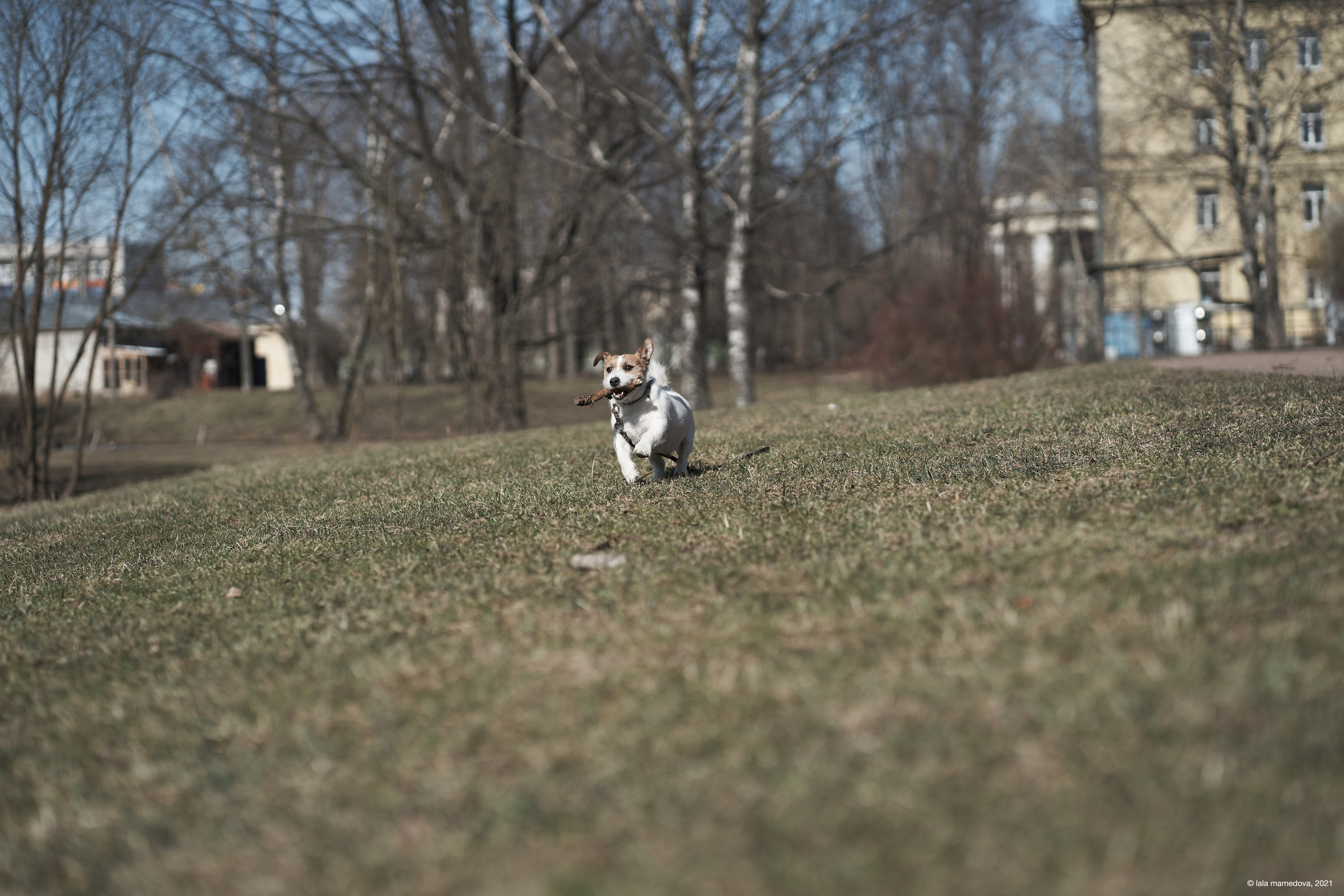 Jack Russell Terrier