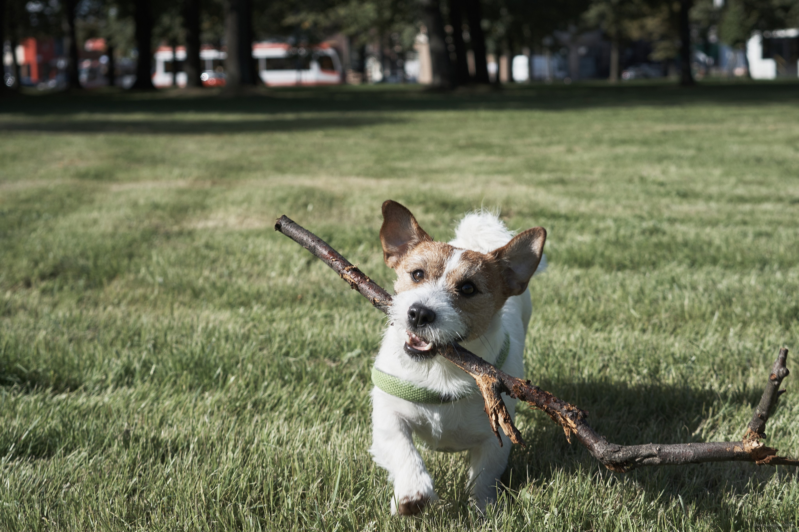 Jack Russell Terrier