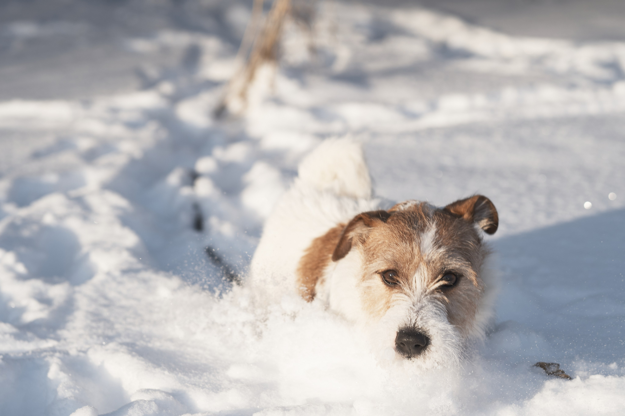 Jack Russell Terrier