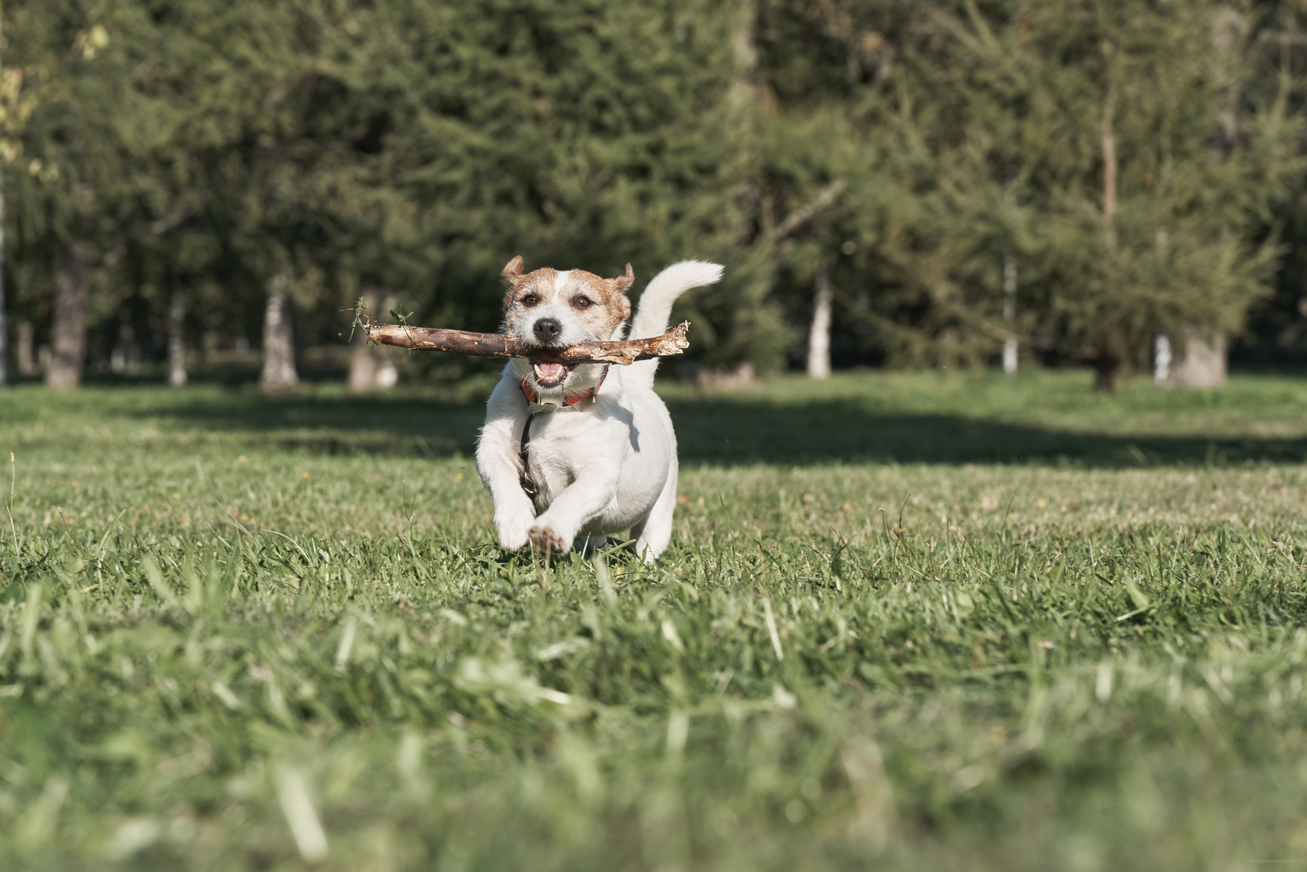 Jack Russell Terrier