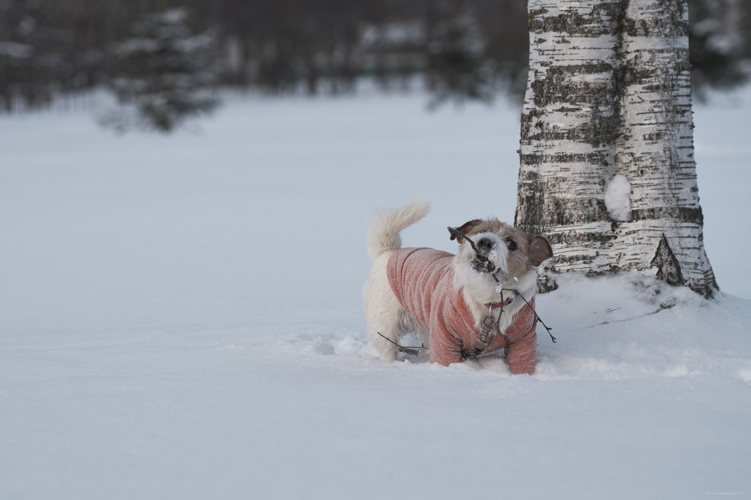 Jack Russell Terrier