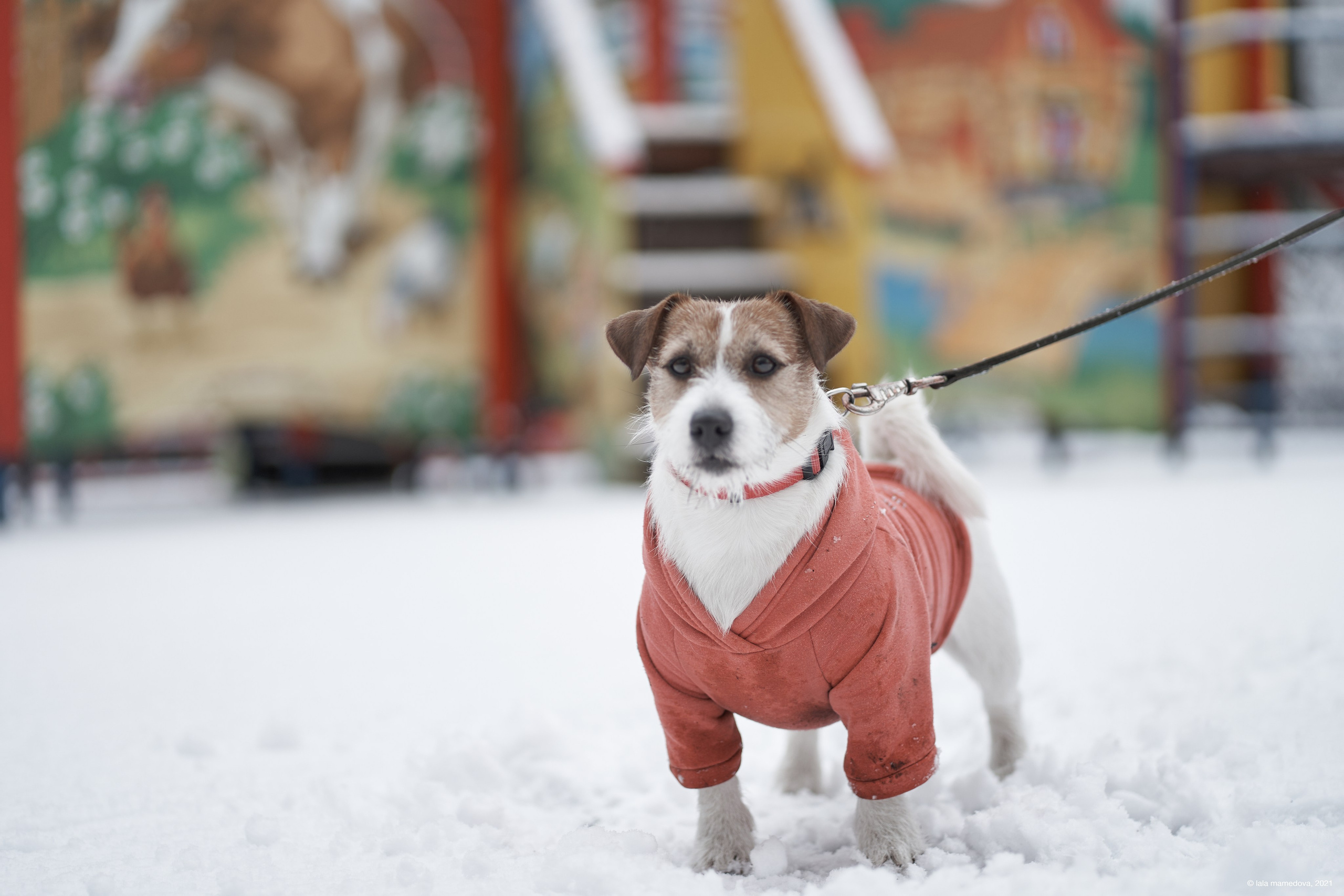 Jack Russell Terrier