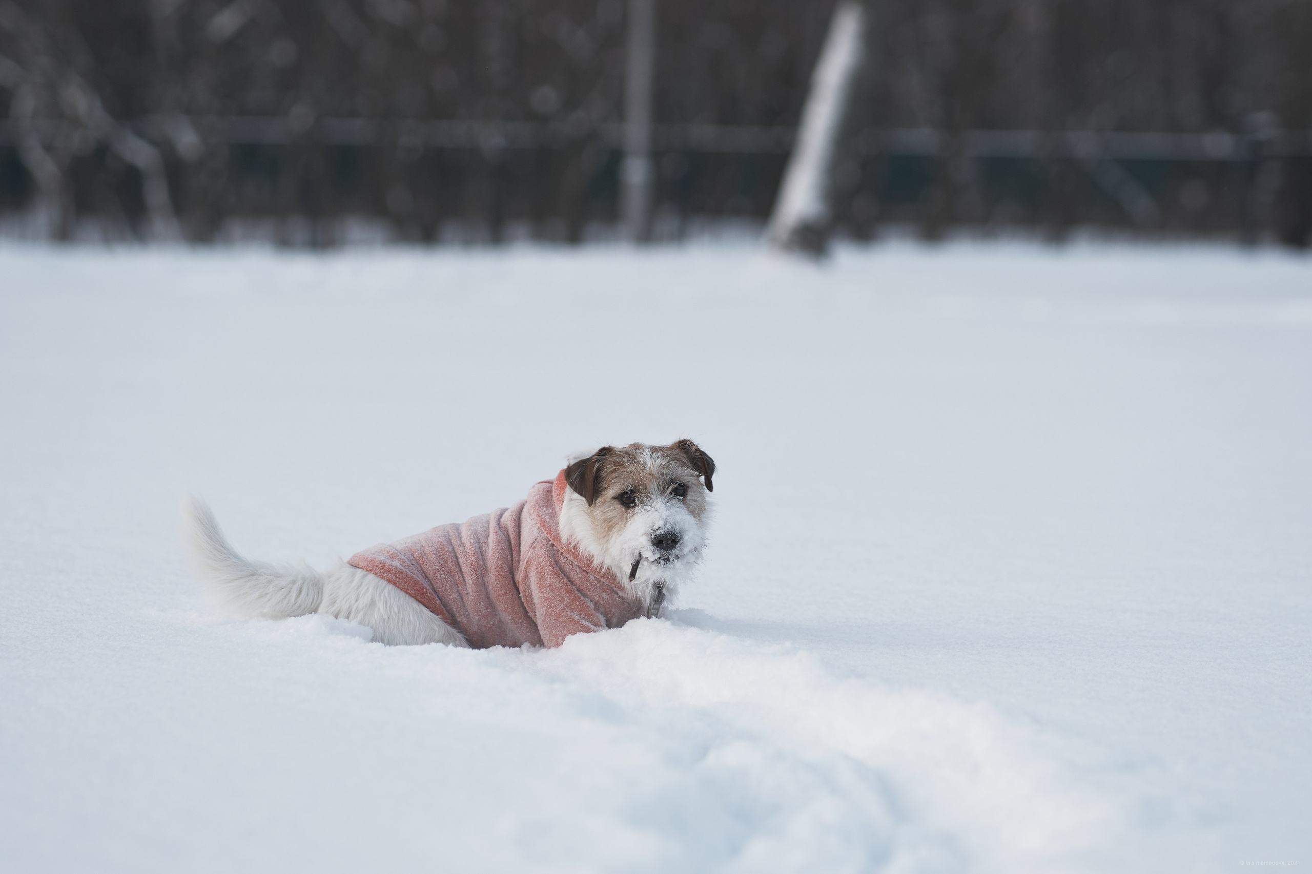 Jack Russell Terrier
