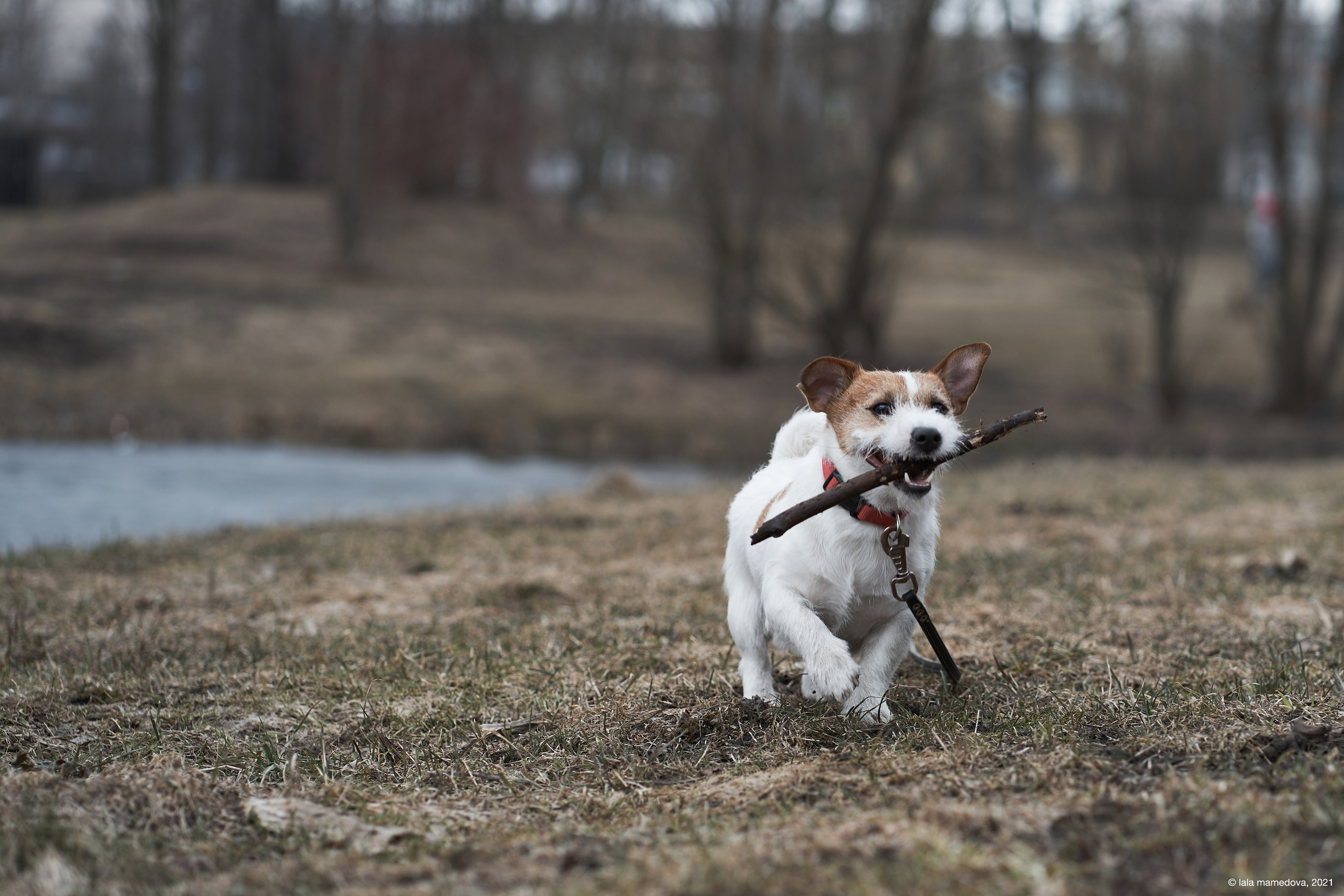 Jack Russell Terrier