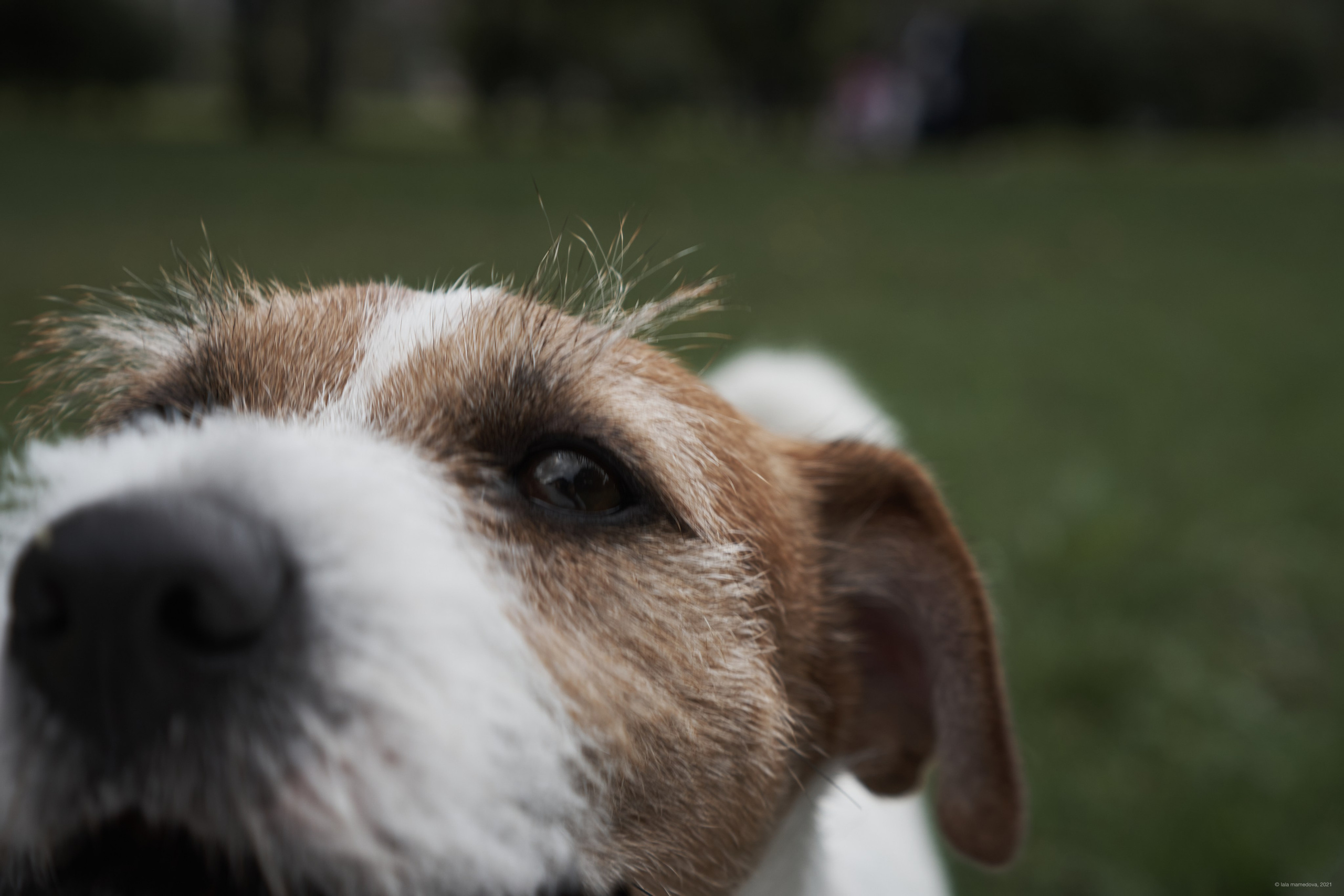 Jack Russell Terrier