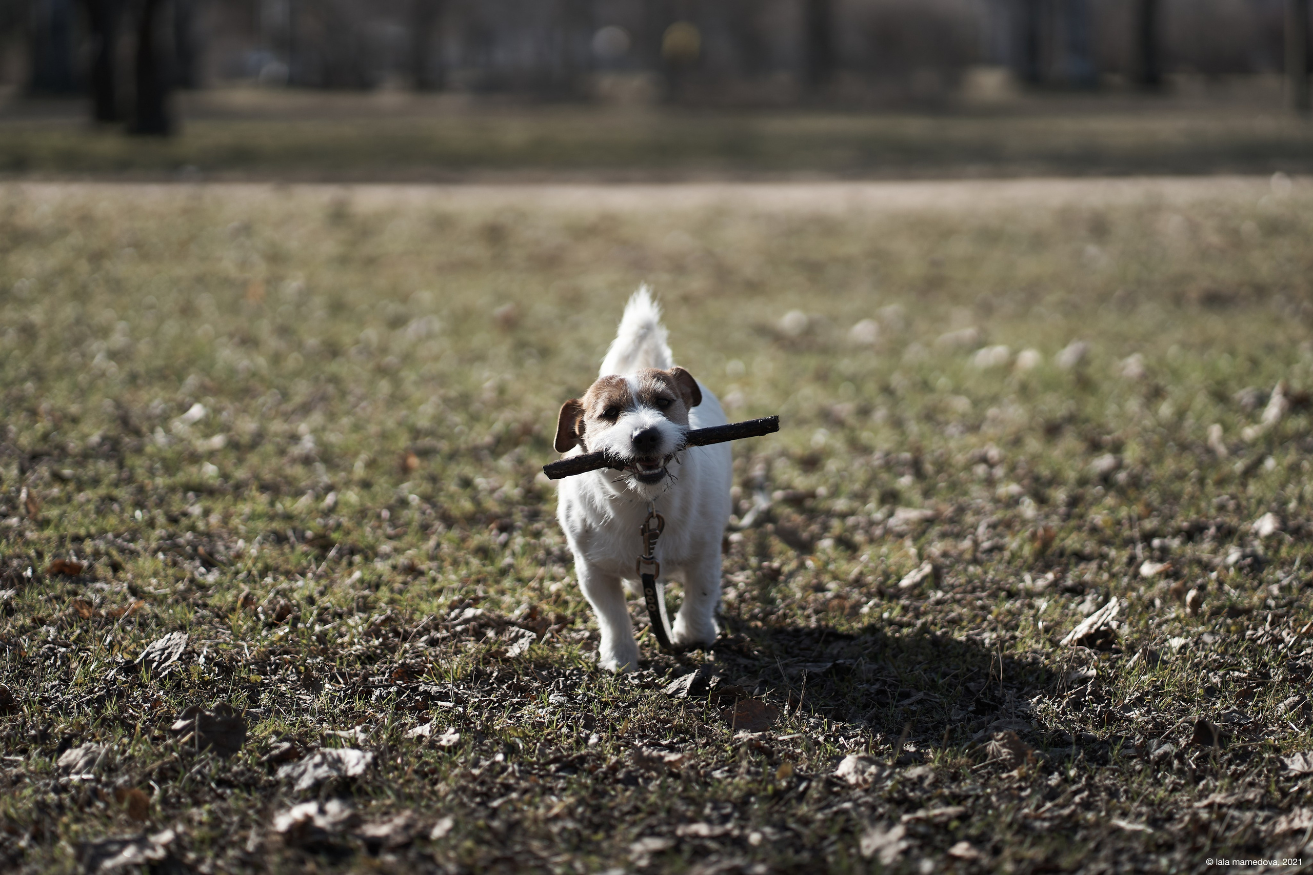 Jack Russell Terrier