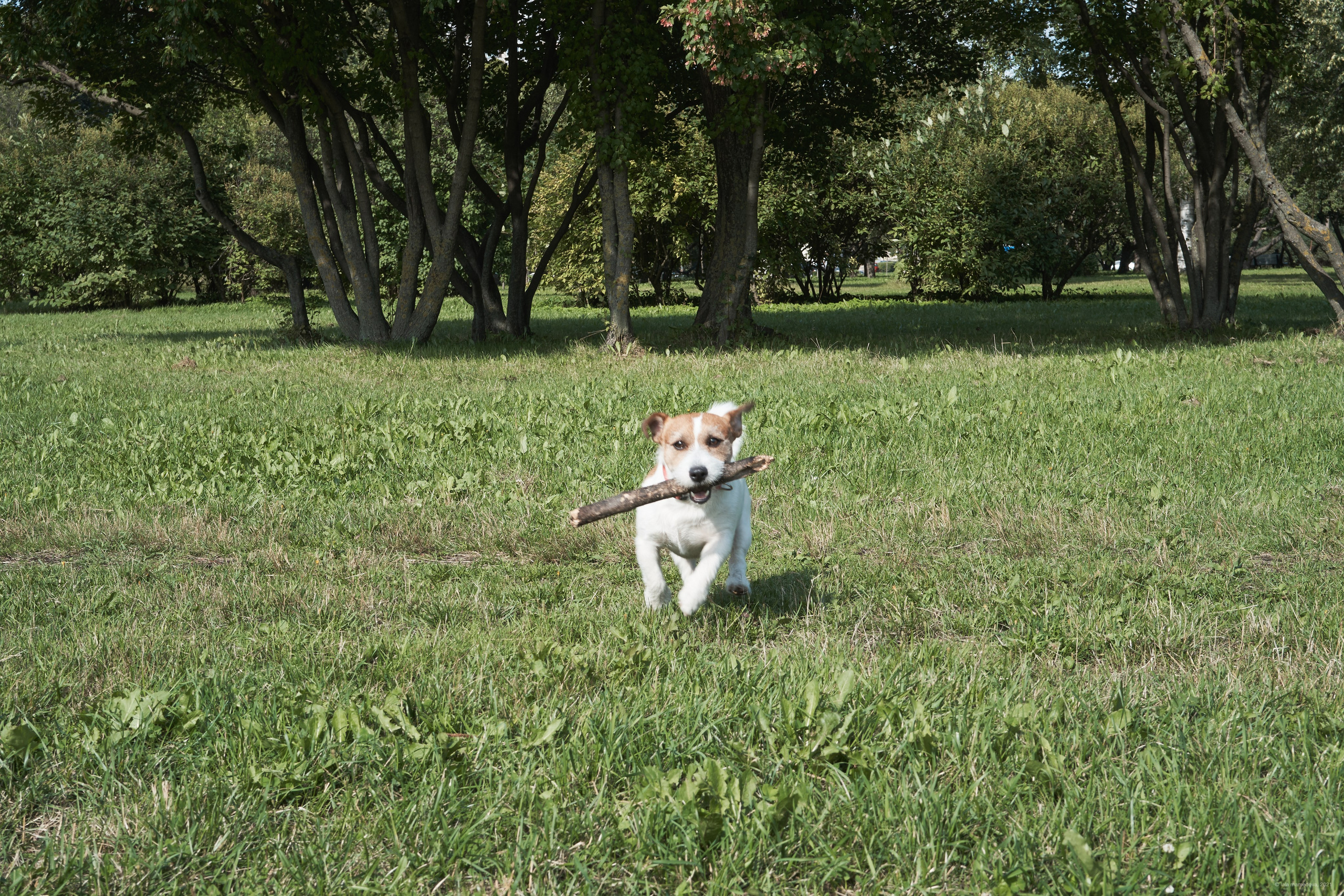 Jack Russell Terrier