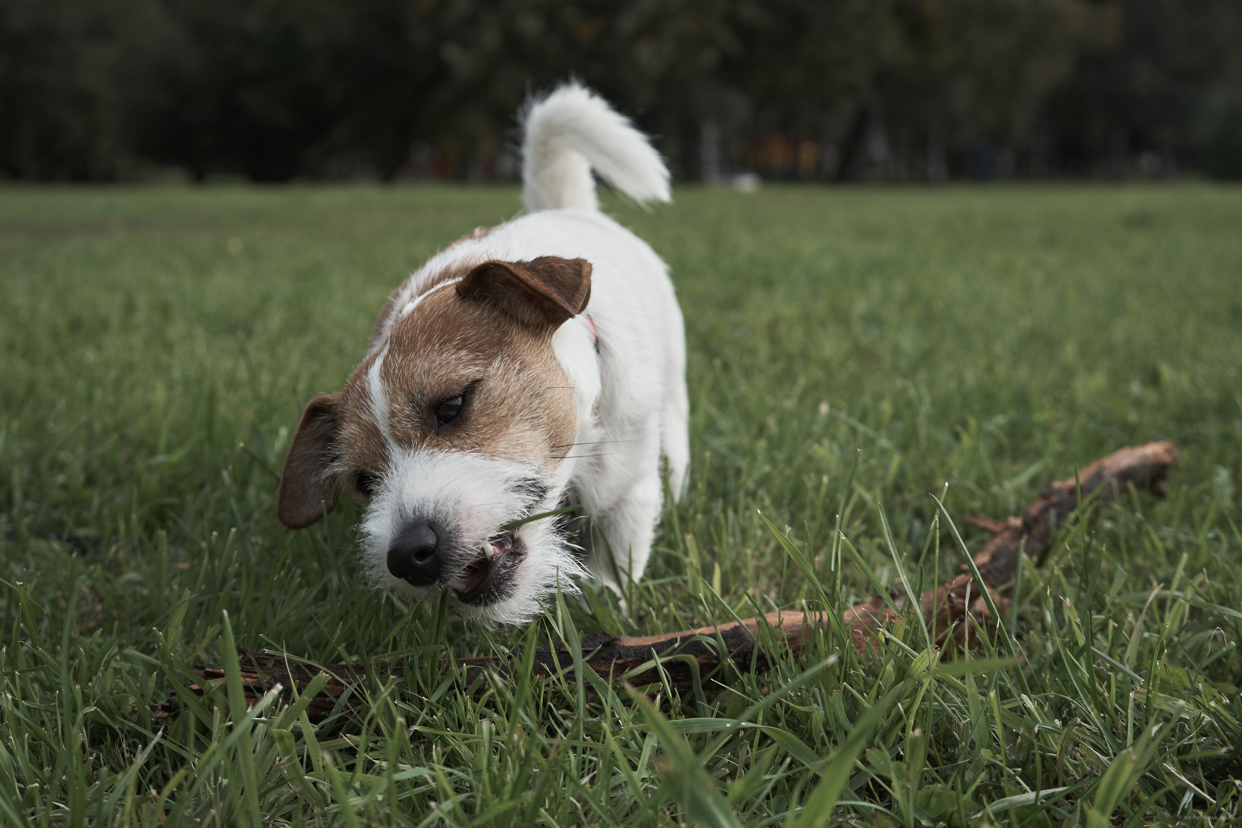 Jack Russell Terrier