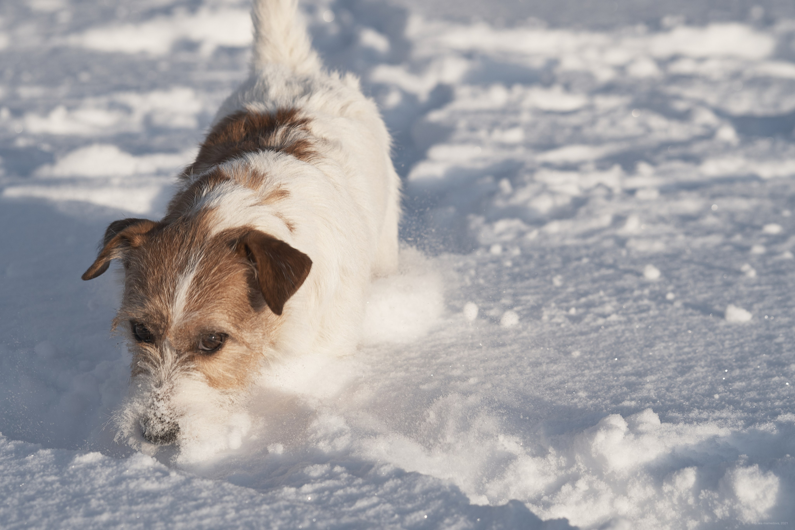 Jack Russell Terrier