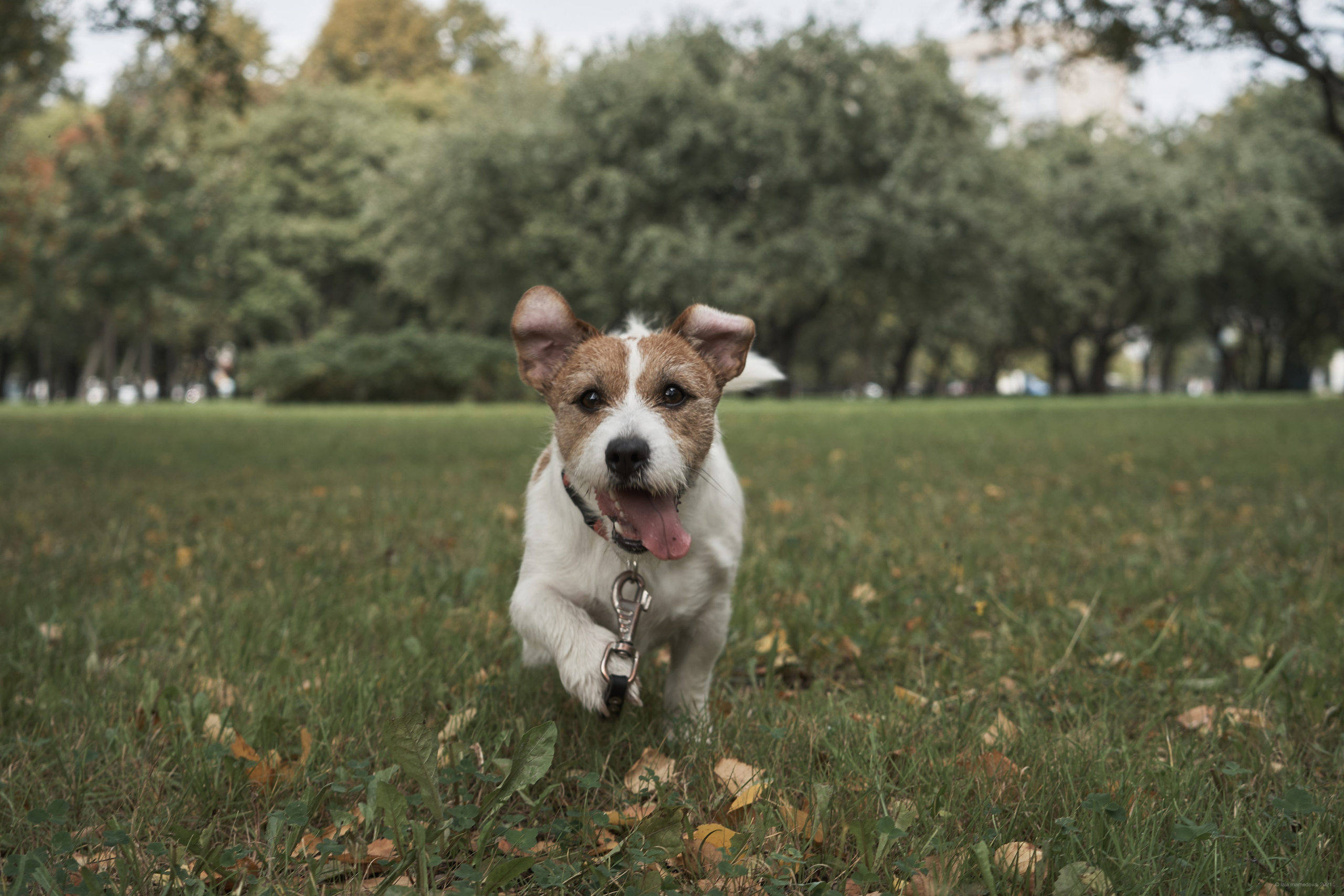 Jack Russell Terrier