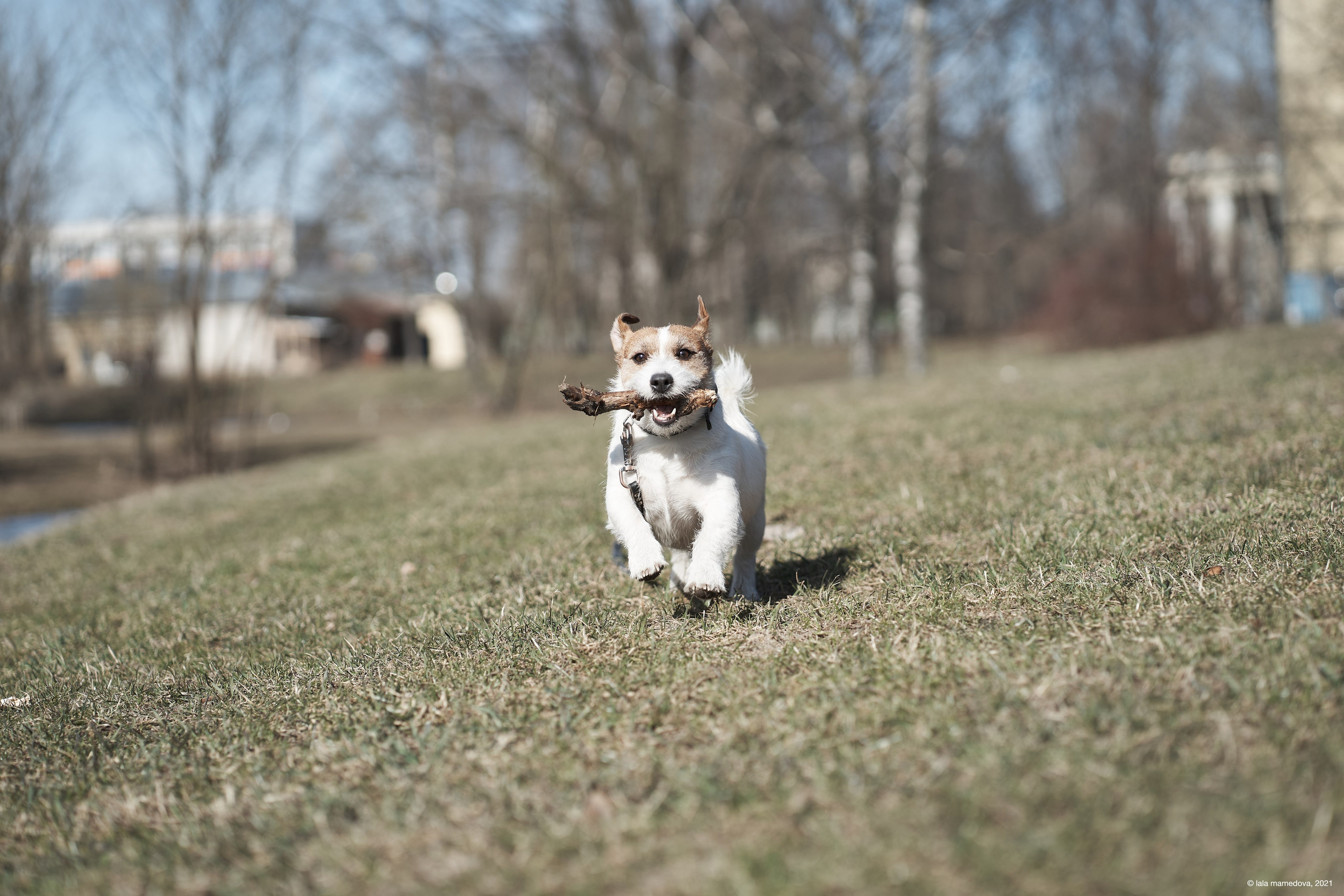 Jack Russell Terrier