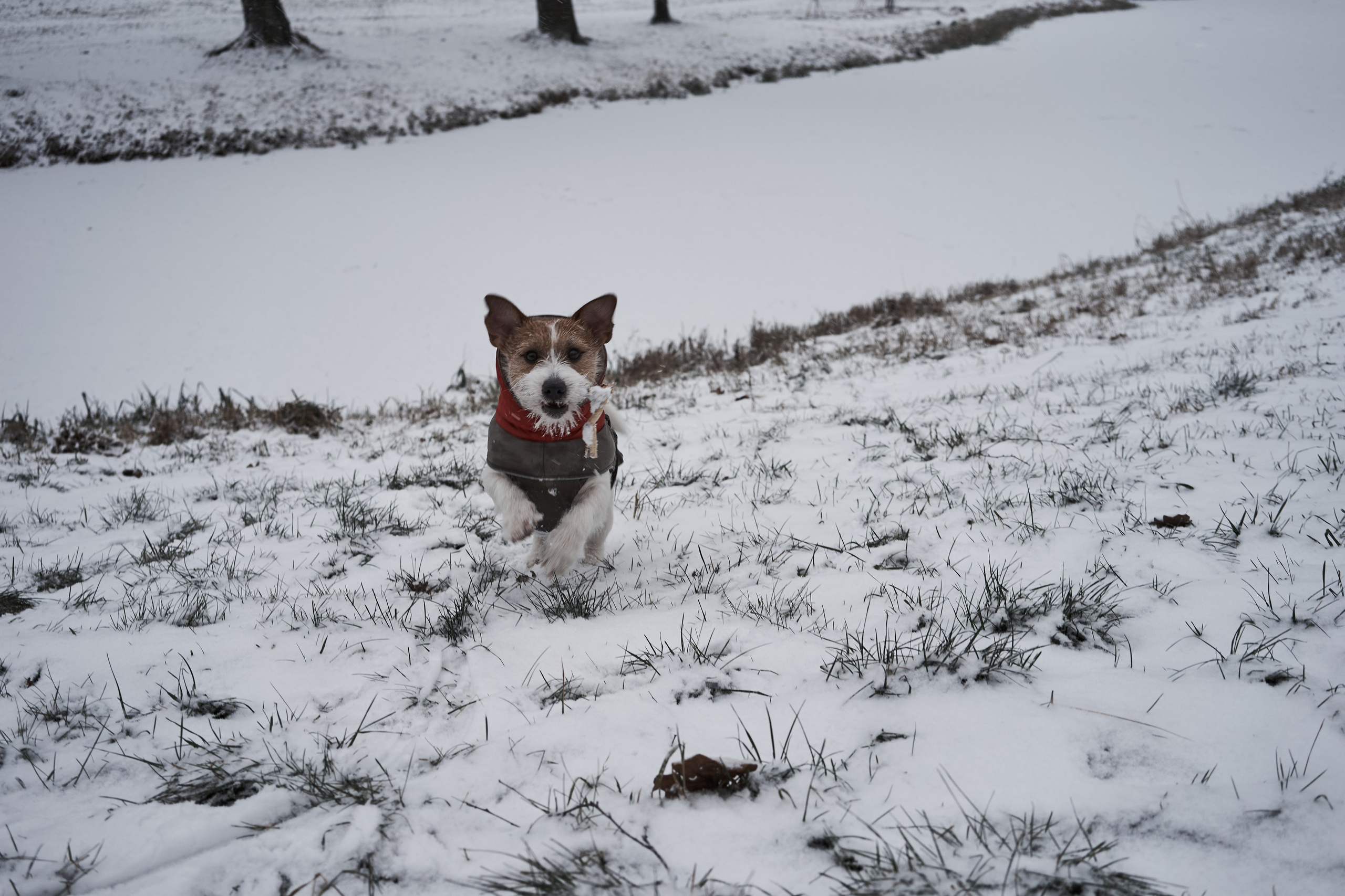 Jack Russell Terrier