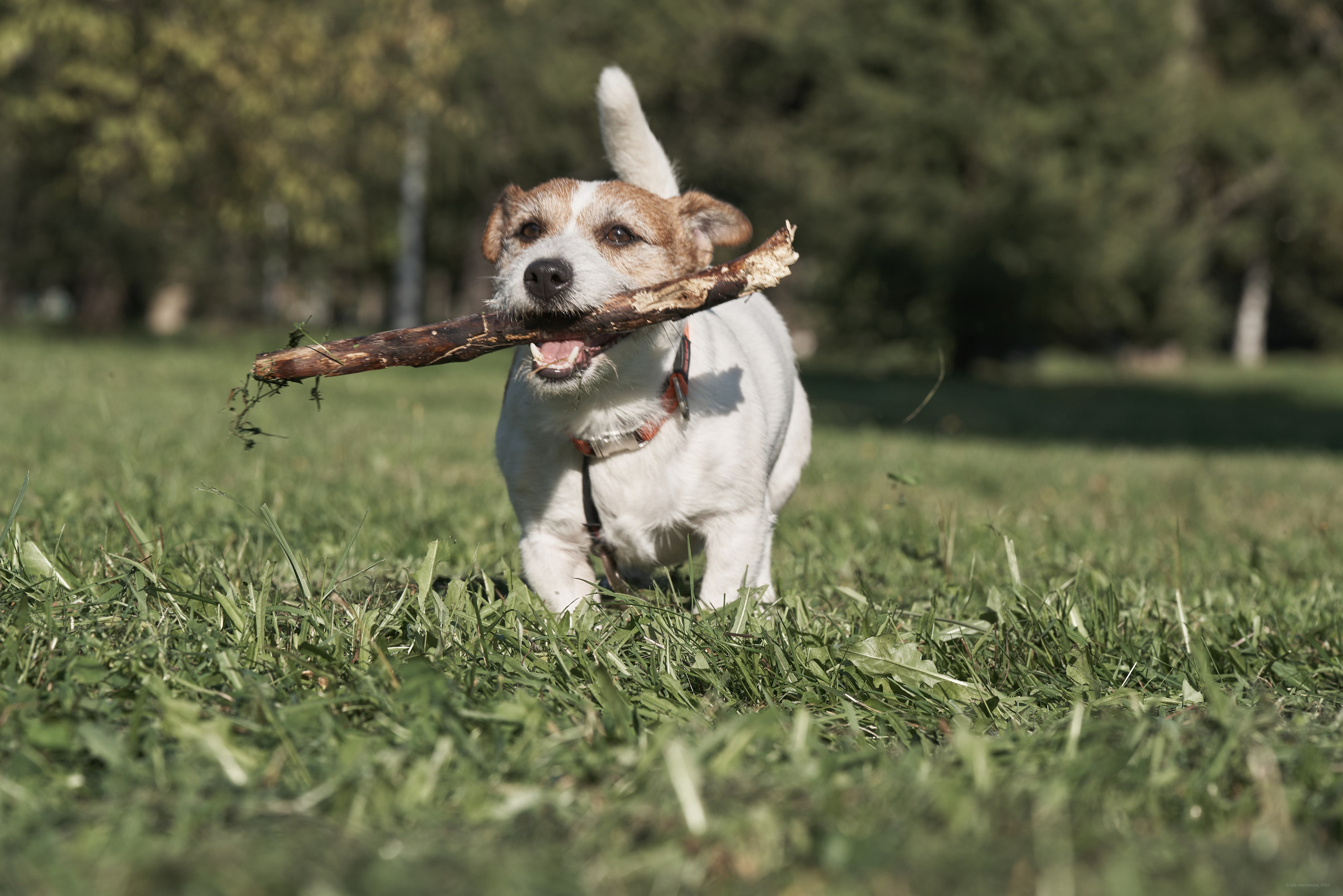 Jack Russell Terrier