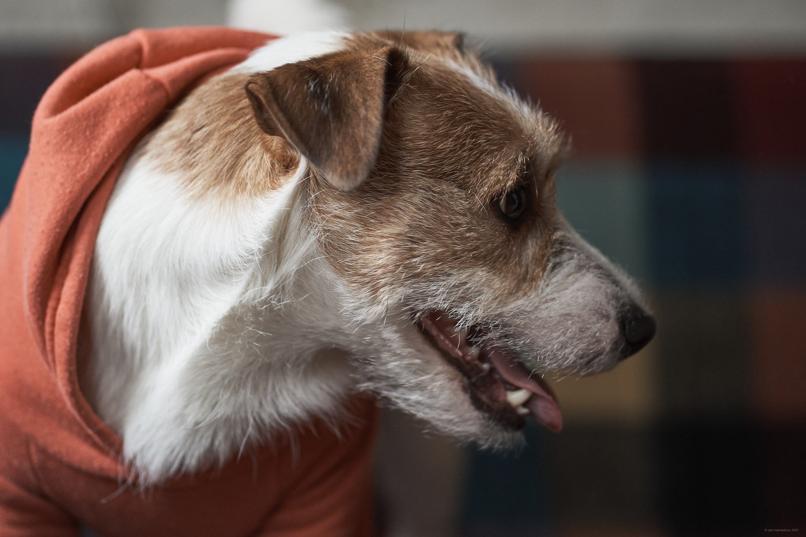 Jack Russell Terrier